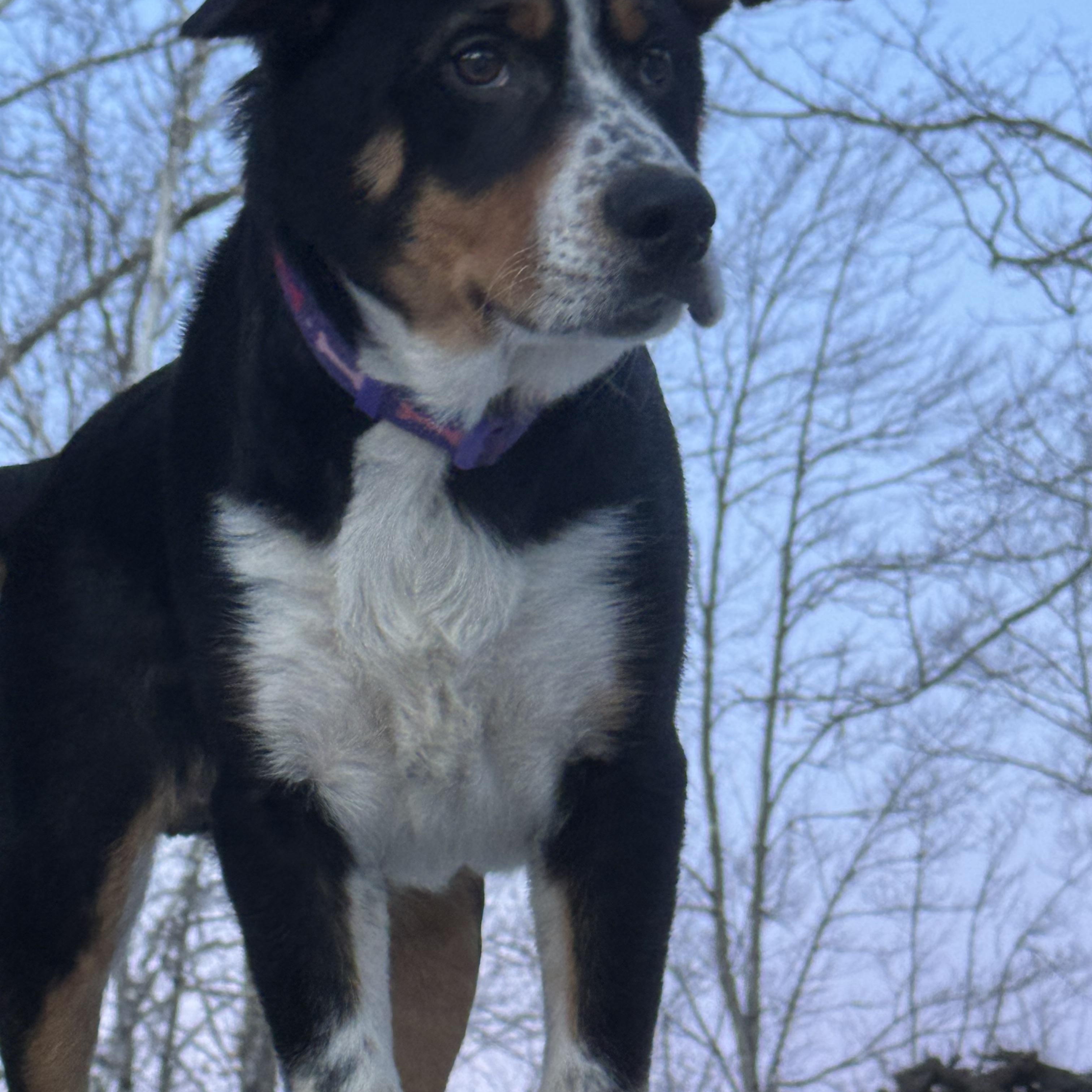 Roscoe, ADOPTABLE, Young Male Australian Cattle Dog / Blue Heeler.
