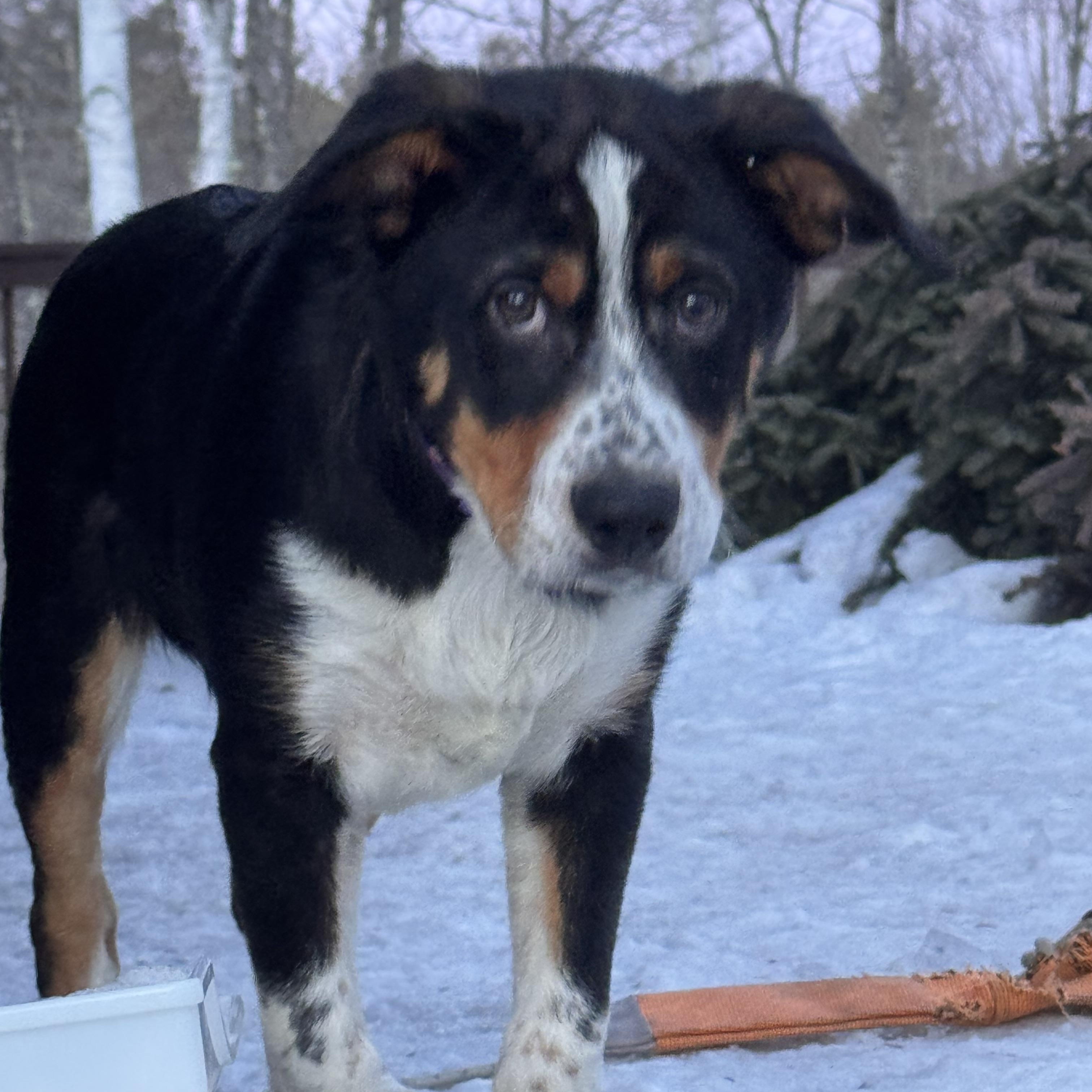 Enlarge Roscoe, a ADOPTABLE mixed breed in Hempstead, NY image 3/4