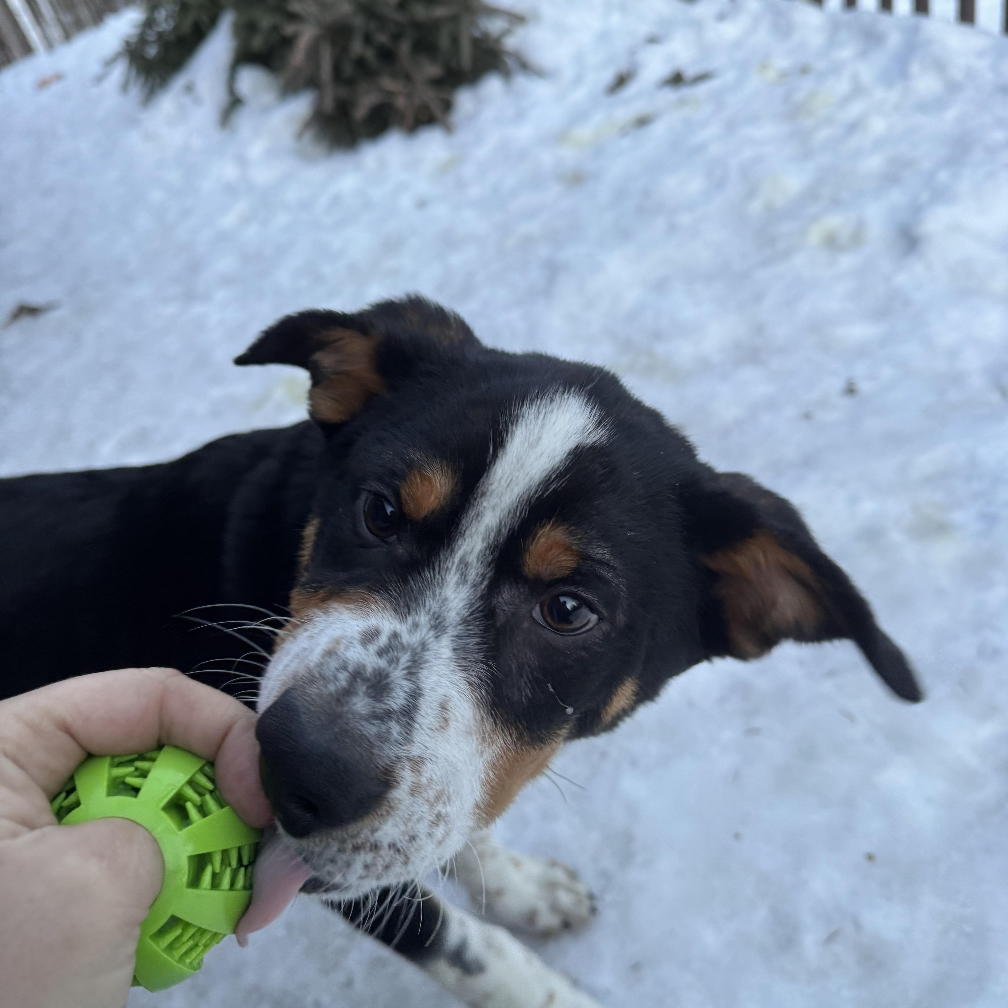 Enlarge Roscoe, a ADOPTABLE mixed breed in Hempstead, NY image 2/4