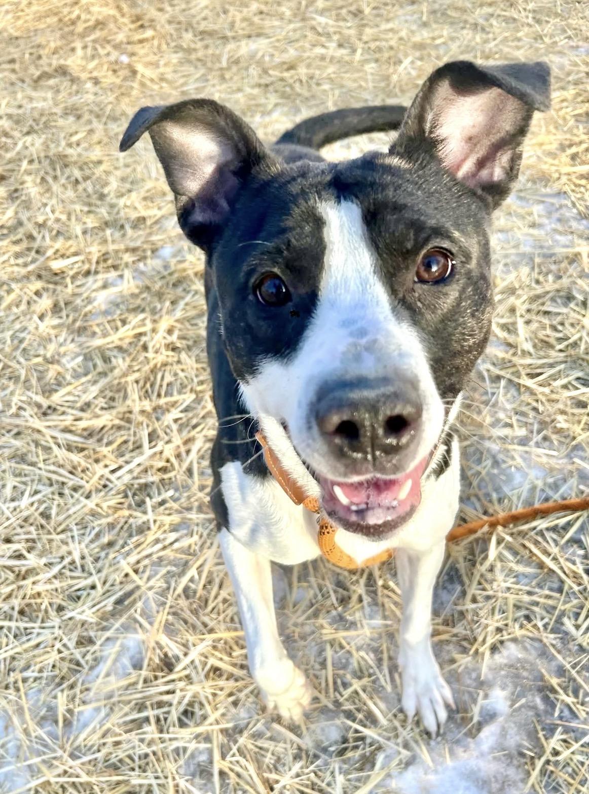 Winterfell, ADOPTABLE, Adult Male Pit Bull Terrier.