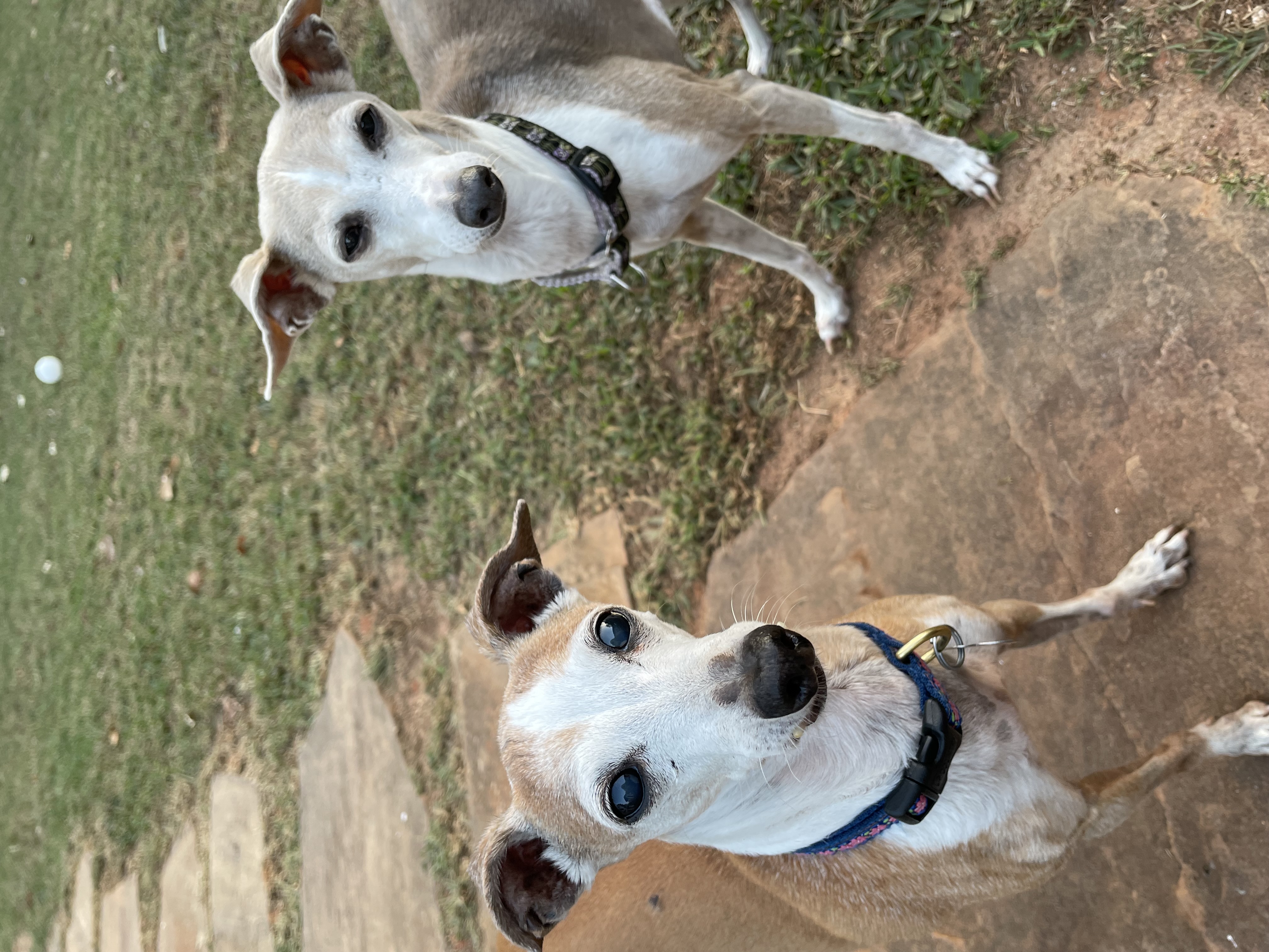Gidget & Maggie, Adopted, Senior Female Italian Greyhound.