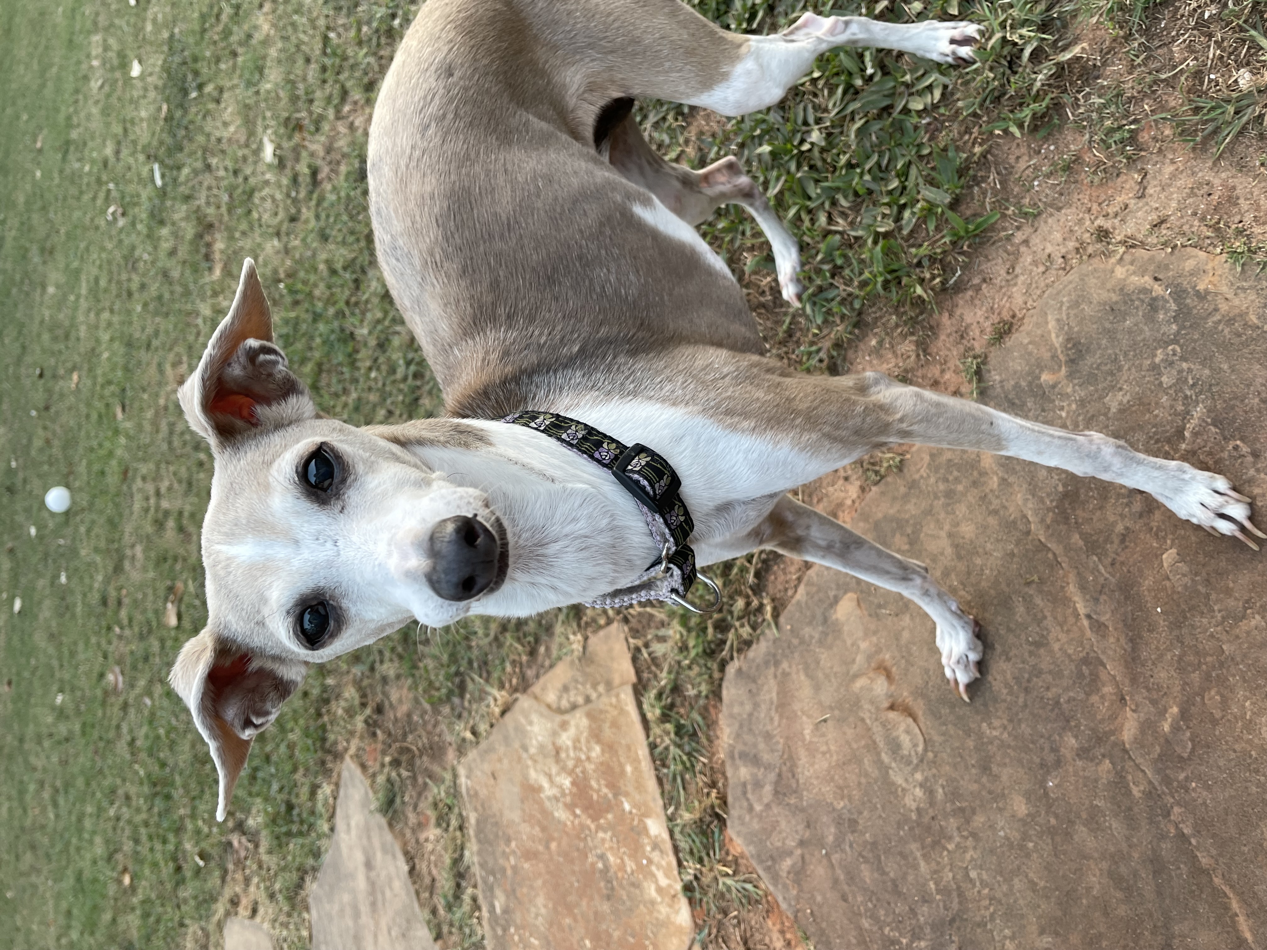 Enlarge Gidget & Maggie, a Adopted Italian Greyhound in Norcross, GA image 2/2
