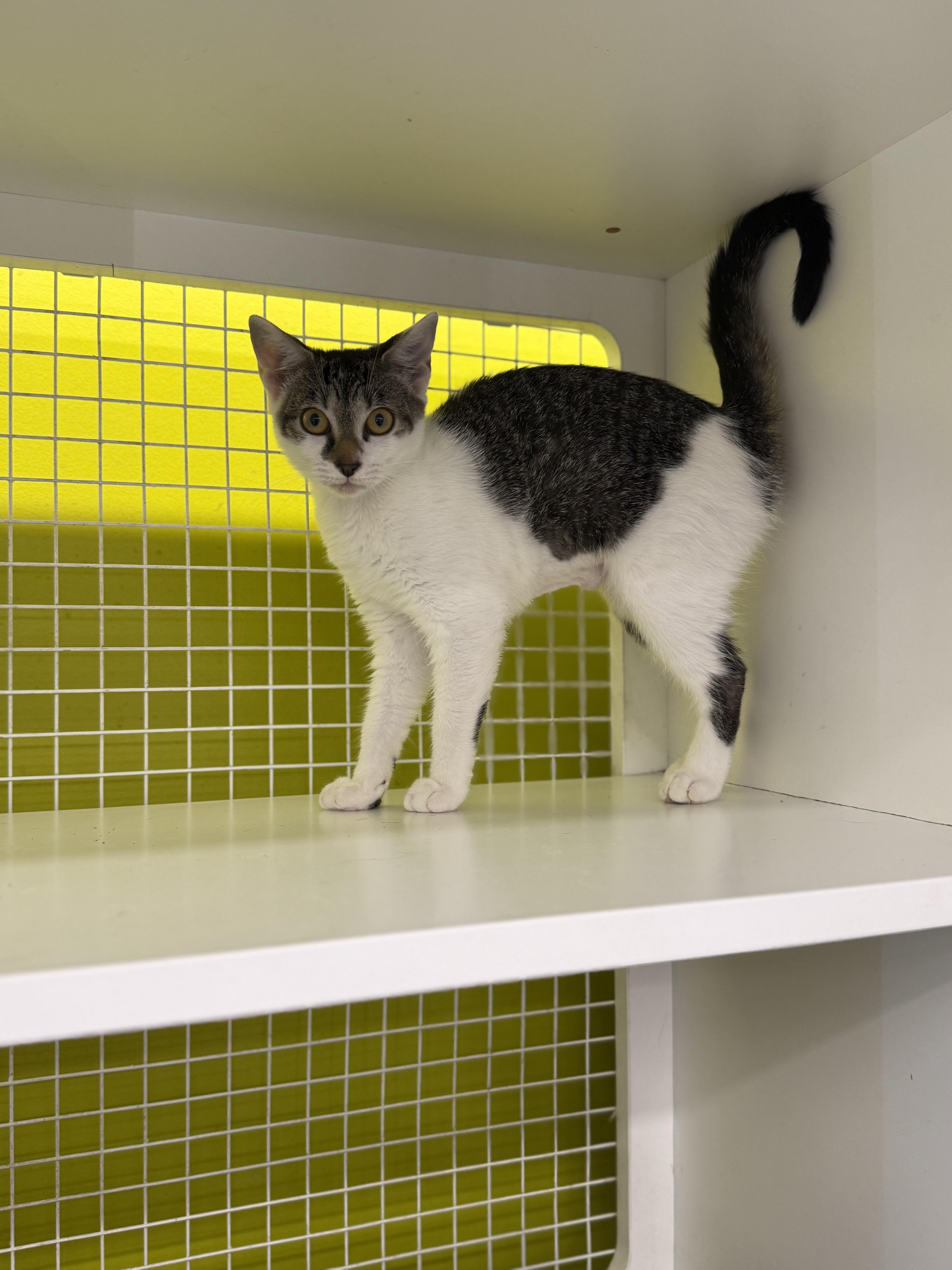 Enlarge Sage, a Adoptable mixed breed in Intercession city , FL image 4/4
