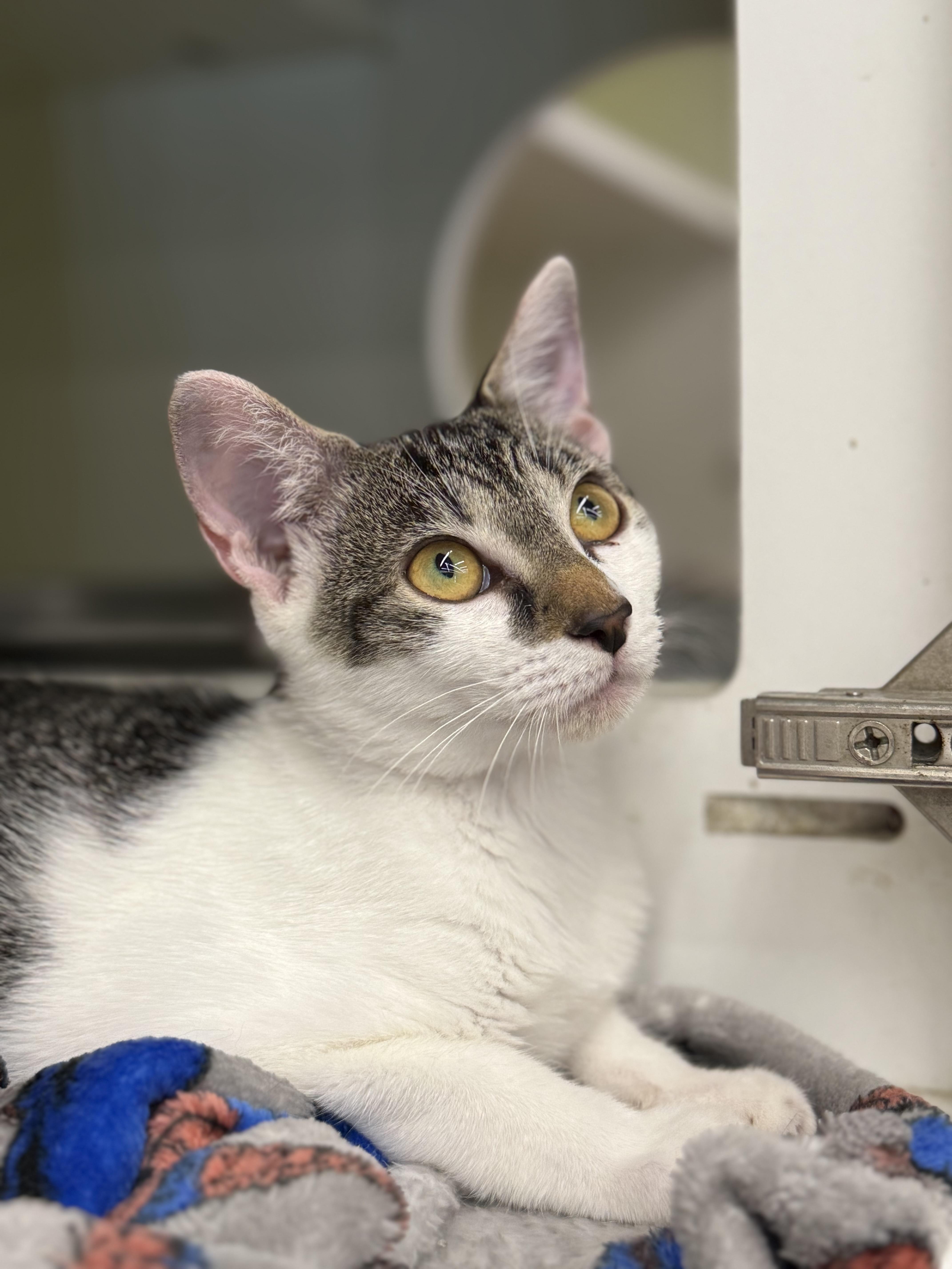 Enlarge Sage, a Adoptable mixed breed in Intercession city , FL image 1/4