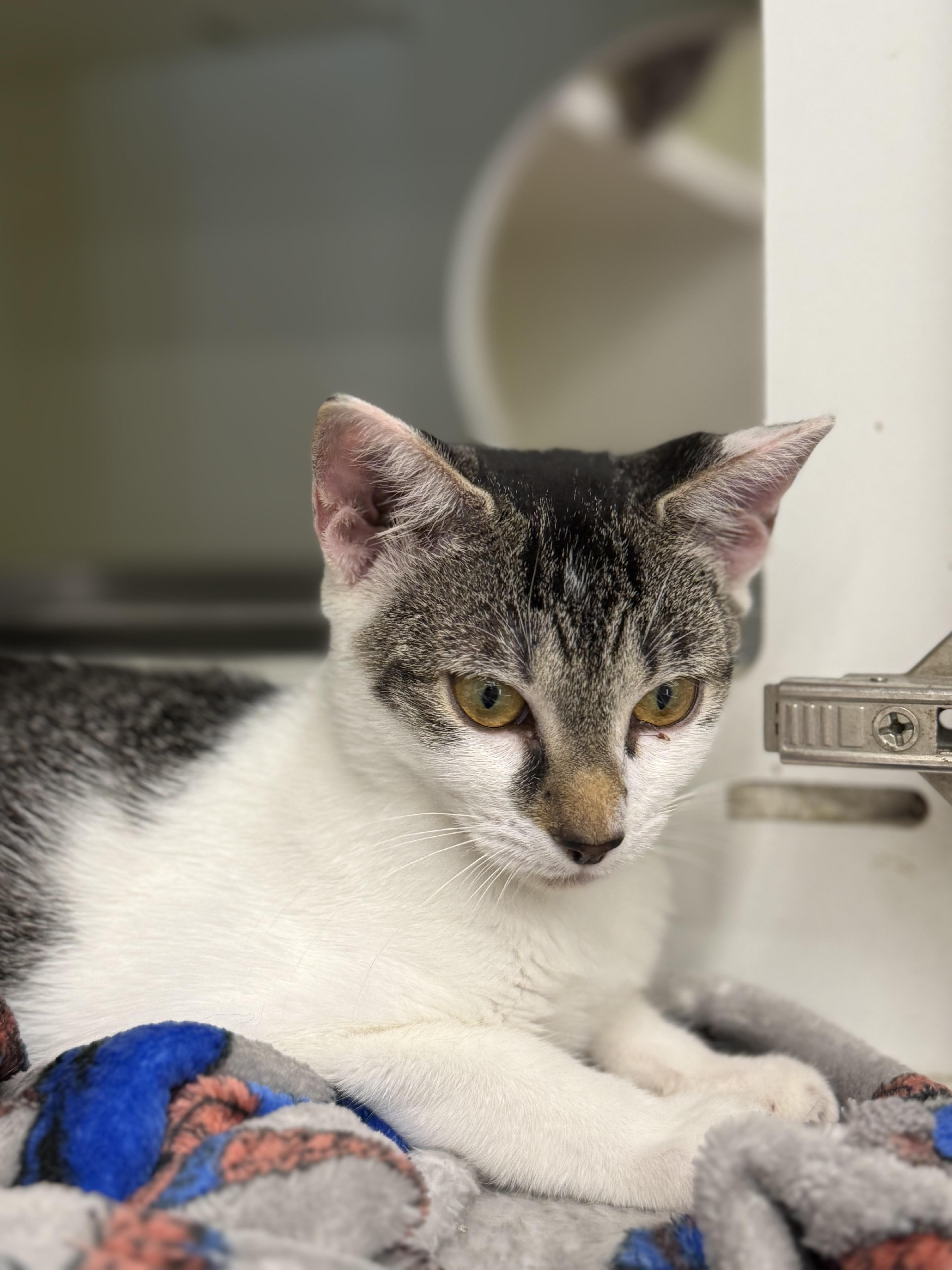 Enlarge Sage, a Adoptable mixed breed in Intercession city , FL image 3/4