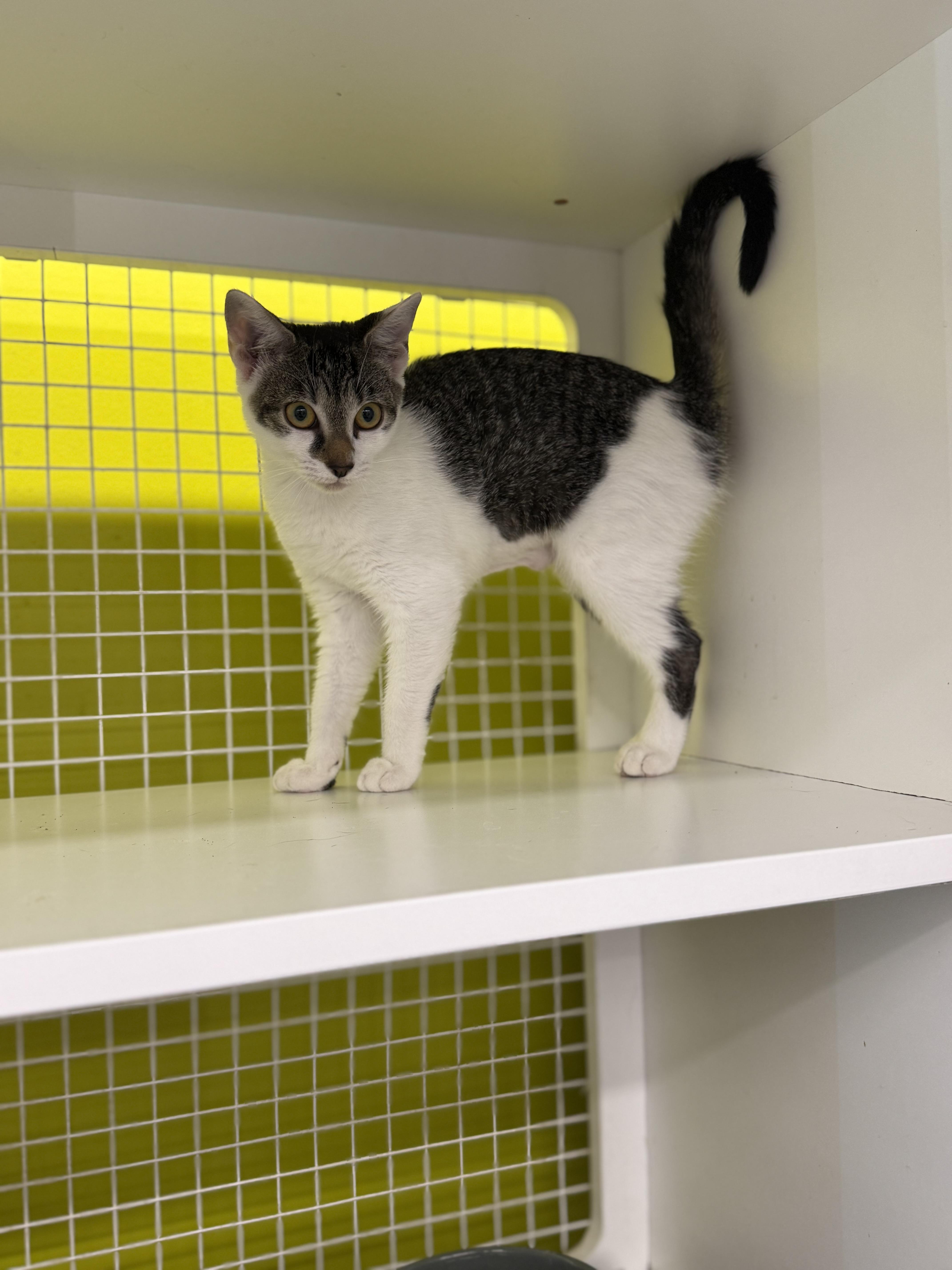 Enlarge Sage, a Adoptable mixed breed in Intercession city , FL image 2/4