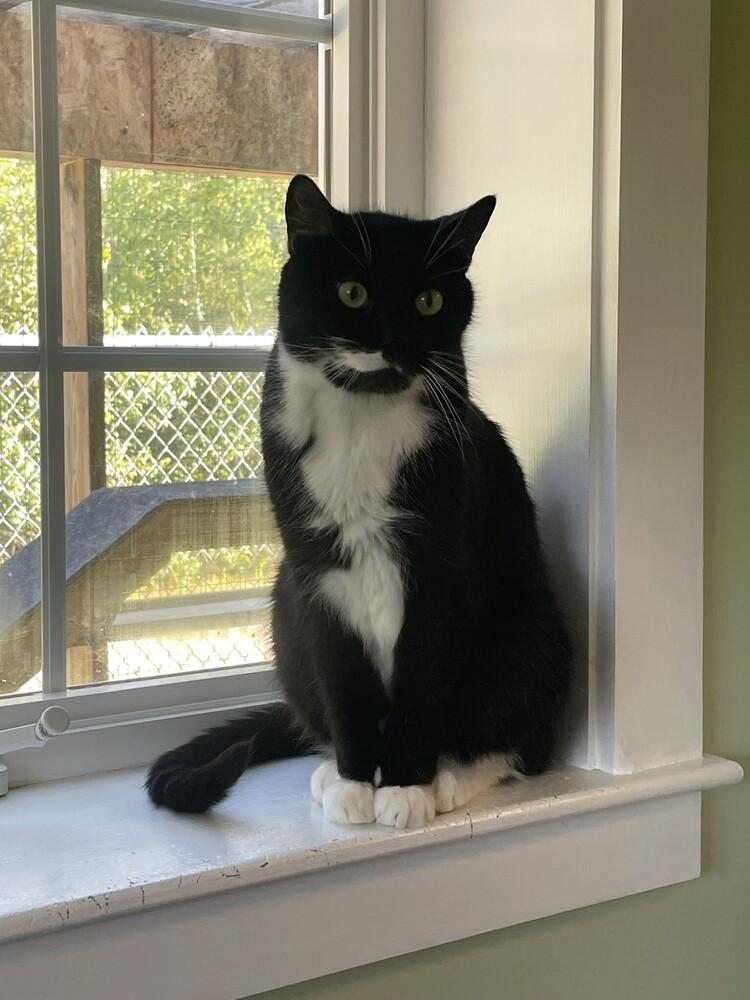 Bandit, Adoptable, Senior Male Domestic Short Hair.