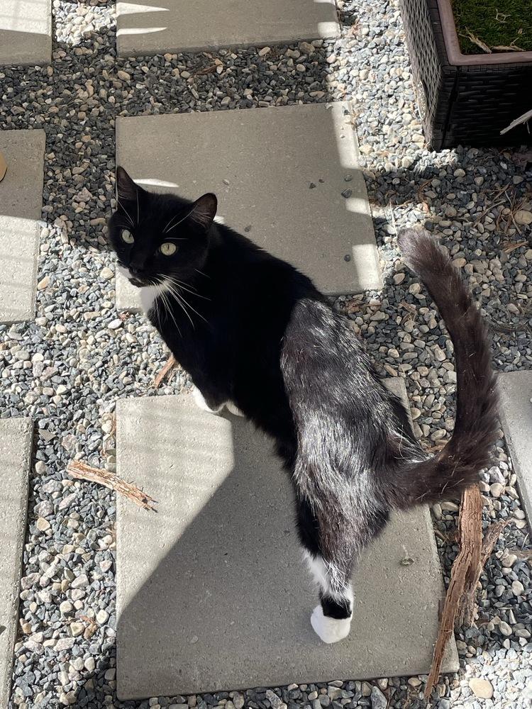 Enlarge Bandit, a Adoptable Domestic Short Hair in Trenton, ME image 2/6