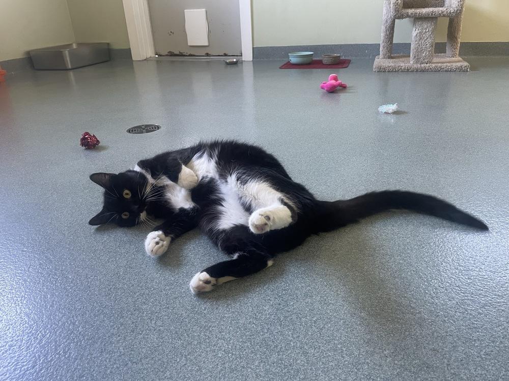Enlarge Bandit, a Adoptable Domestic Short Hair in Trenton, ME image 3/6
