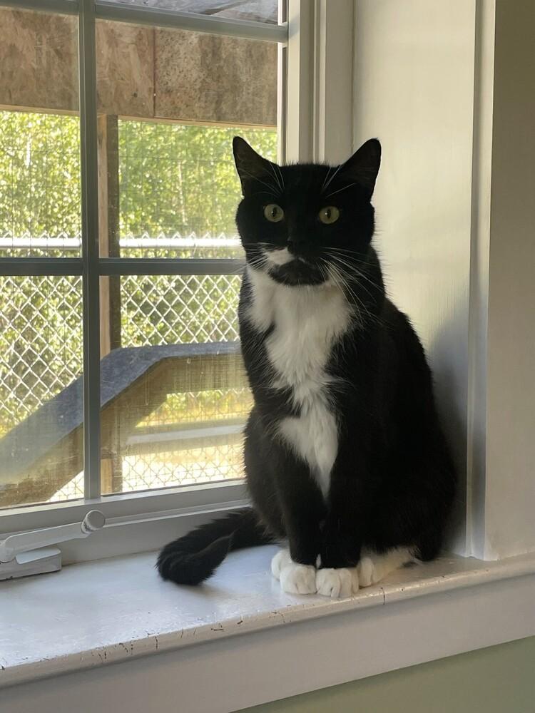 Bandit, a Adoptable Domestic Short Hair in Trenton, ME image 2/2