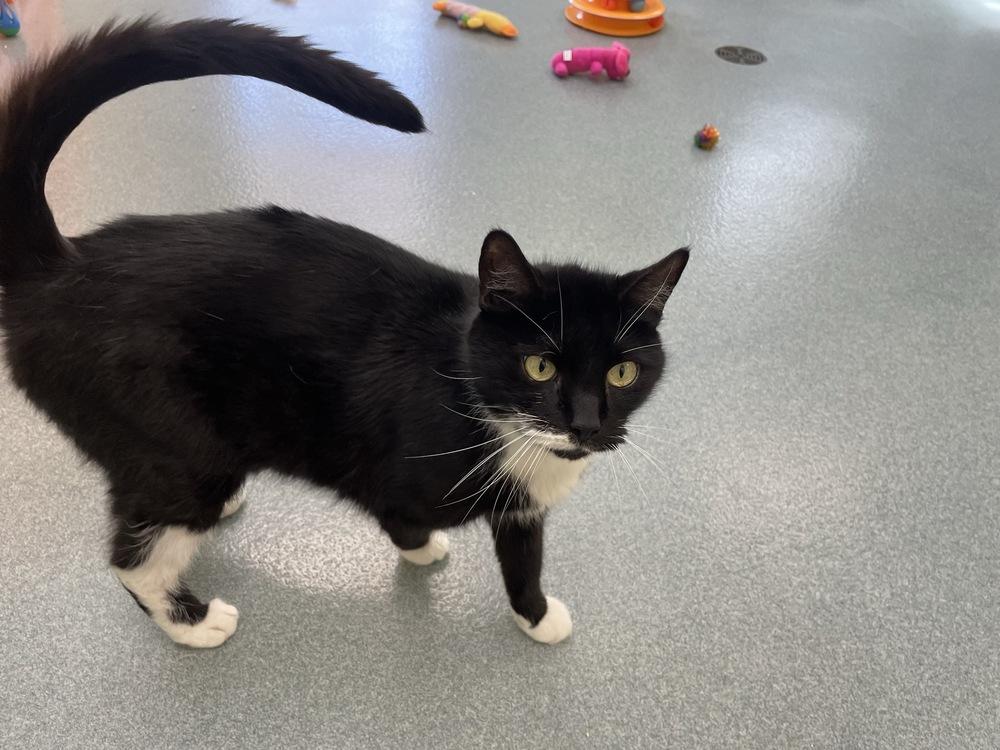 Enlarge Bandit, a Adoptable Domestic Short Hair in Trenton, ME image 5/6