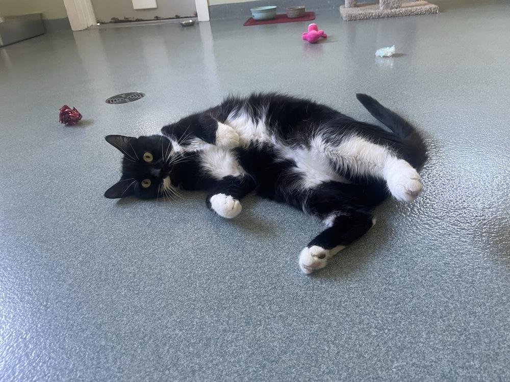 Enlarge Bandit, a Adoptable Domestic Short Hair in Trenton, ME image 6/6
