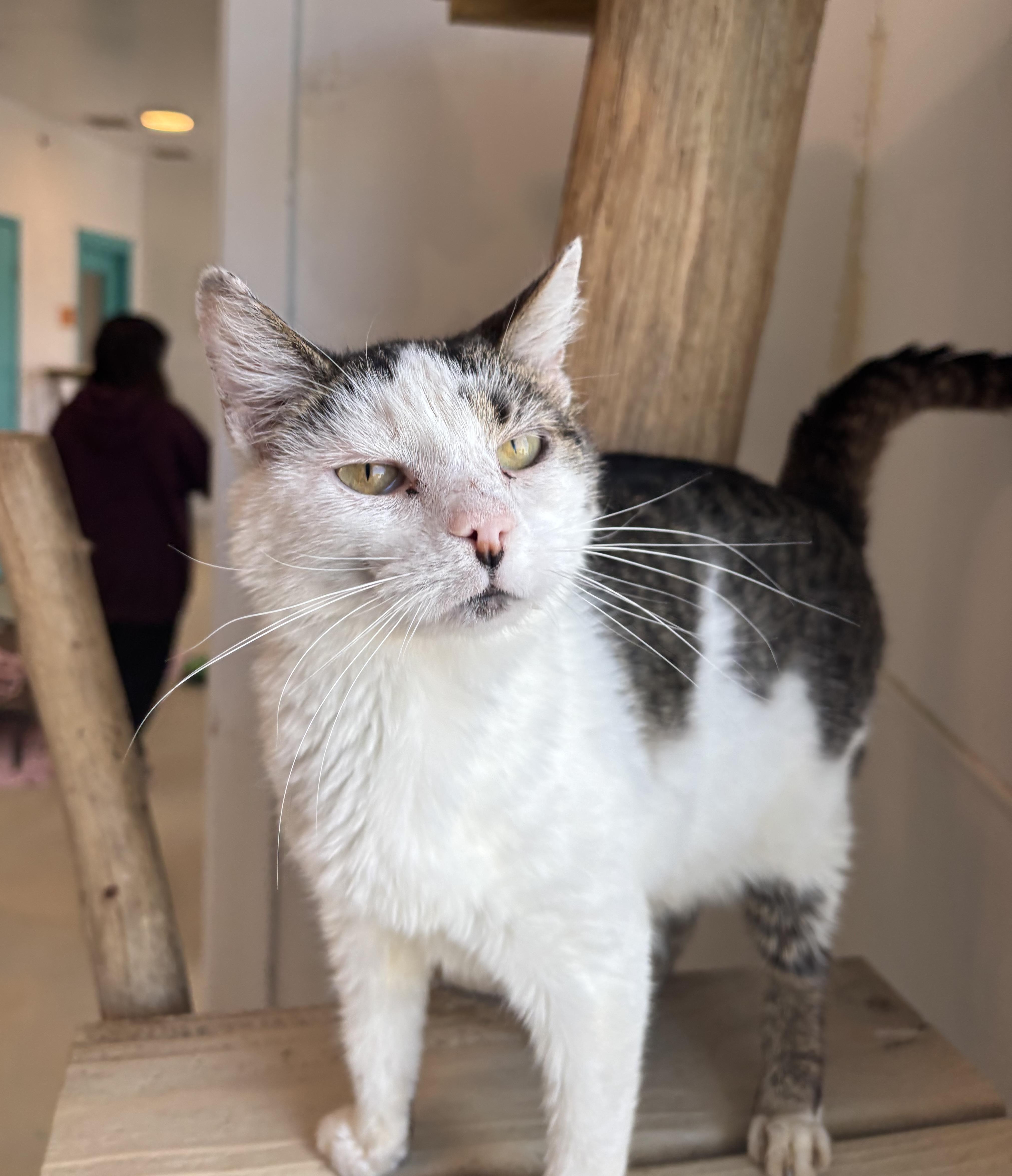 Maverick, Adoptable, Adult Male Domestic Short Hair.