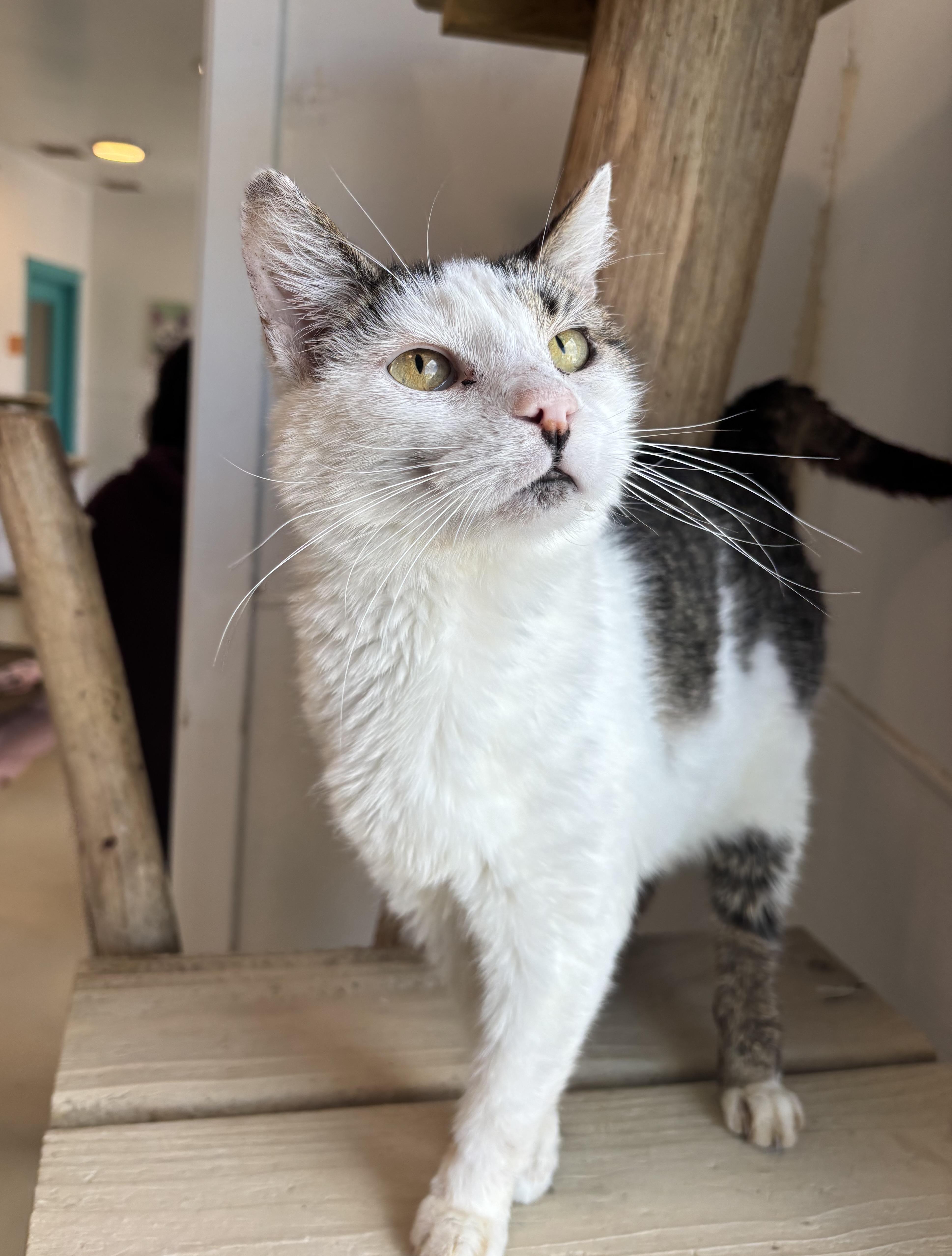 Maverick, a Adoptable Domestic Short Hair in Chicago, IL image 2/4