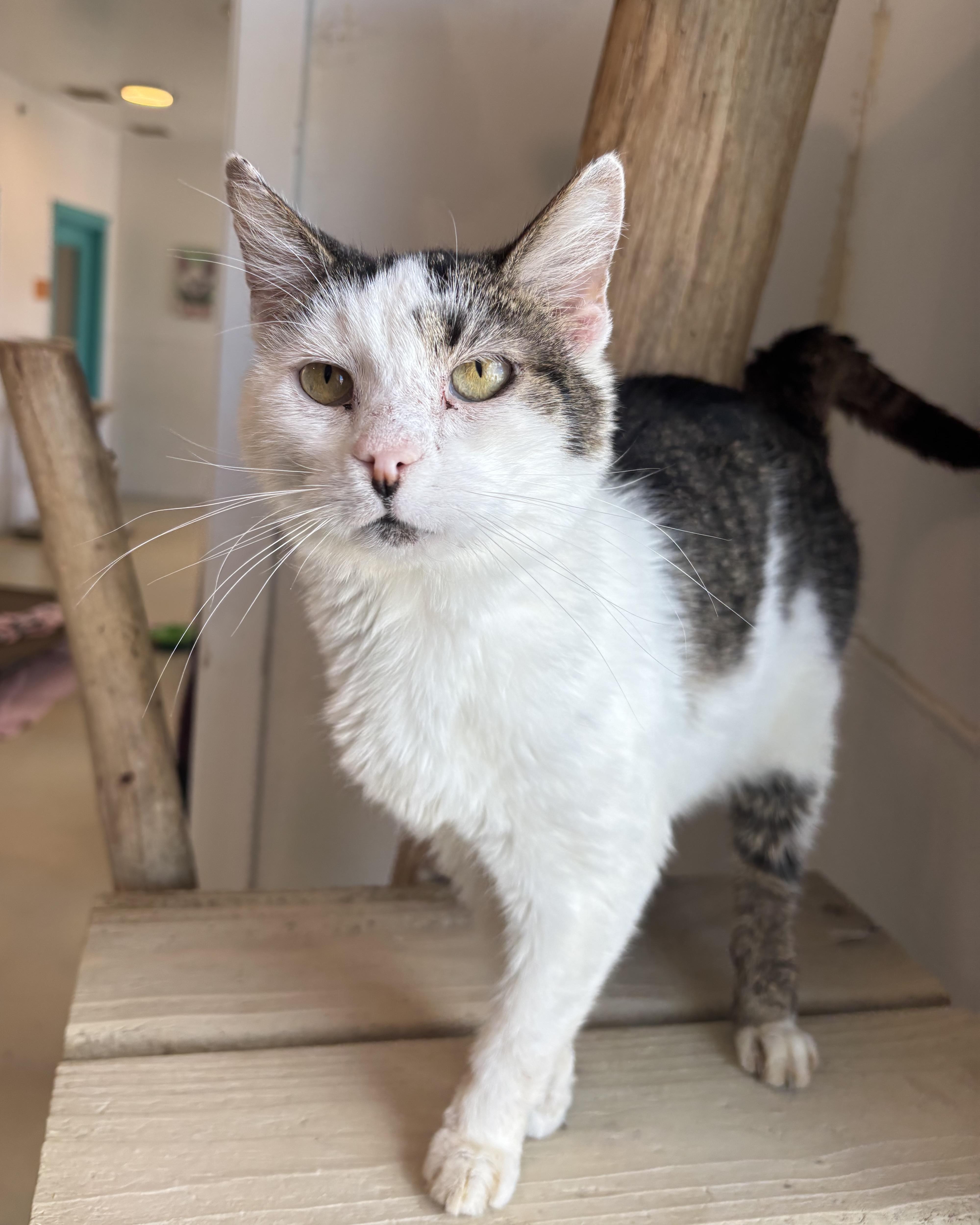 Maverick, a Adoptable Domestic Short Hair in Chicago, IL image 3/4