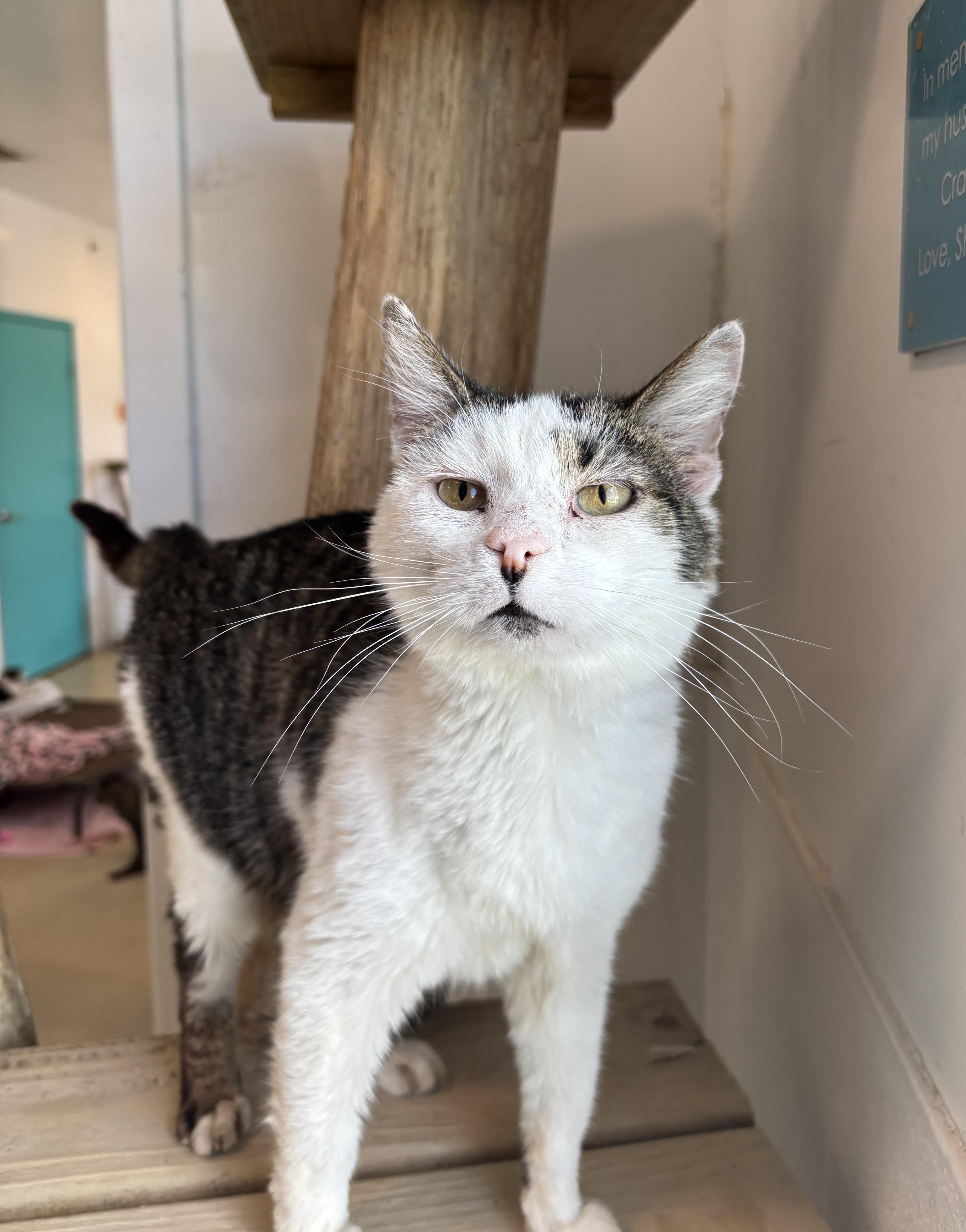 Maverick, a Adoptable Domestic Short Hair in Chicago, IL image 4/4