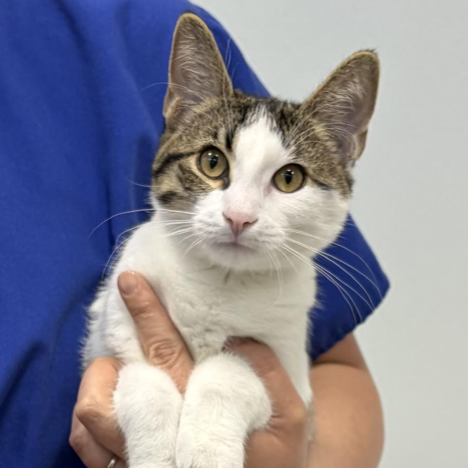 Tony, a ADOPTABLE mixed breed in Dickinson, ND image 1/2