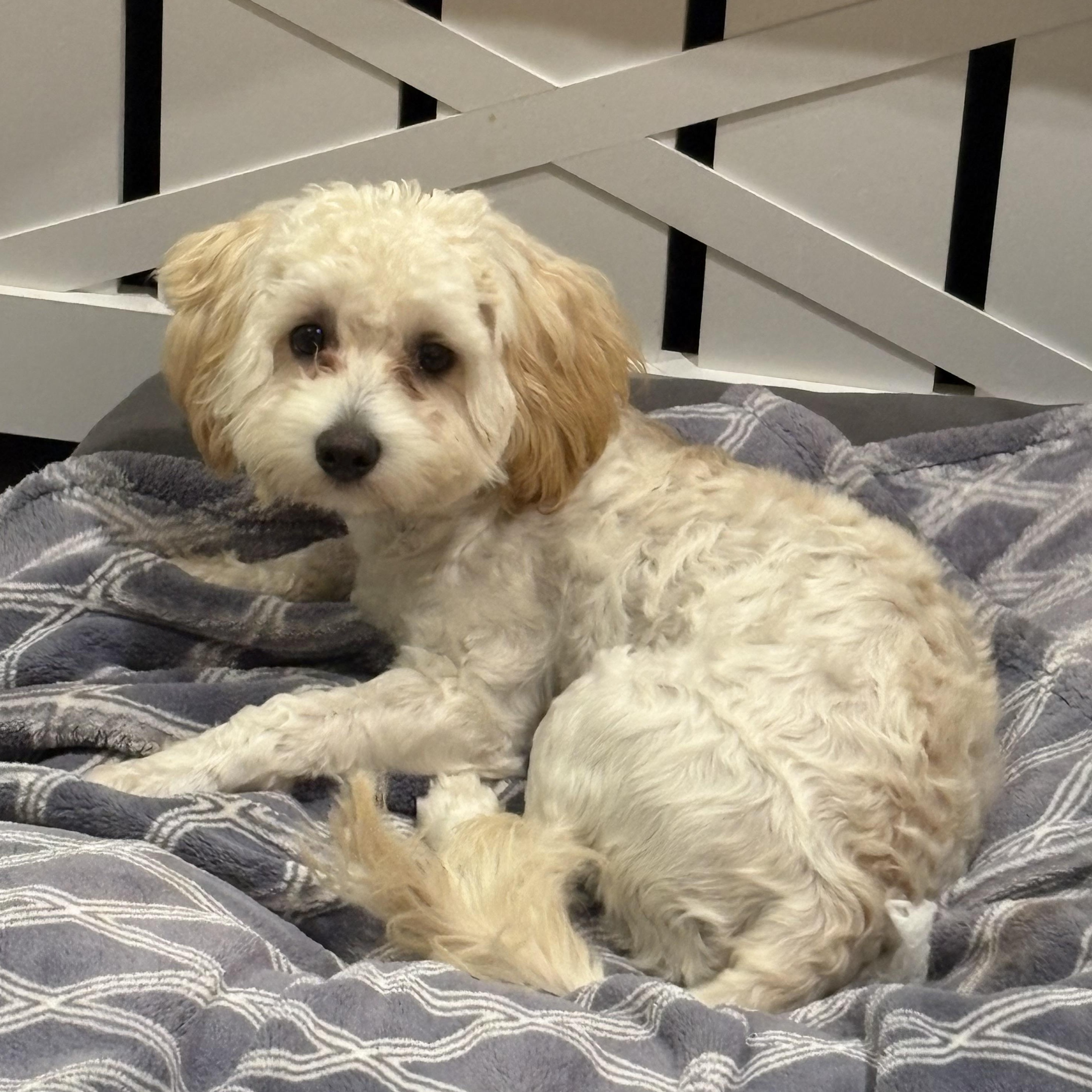 Enlarge Bentley, a Adoptable mixed breed in Richmond, TX image 3/4
