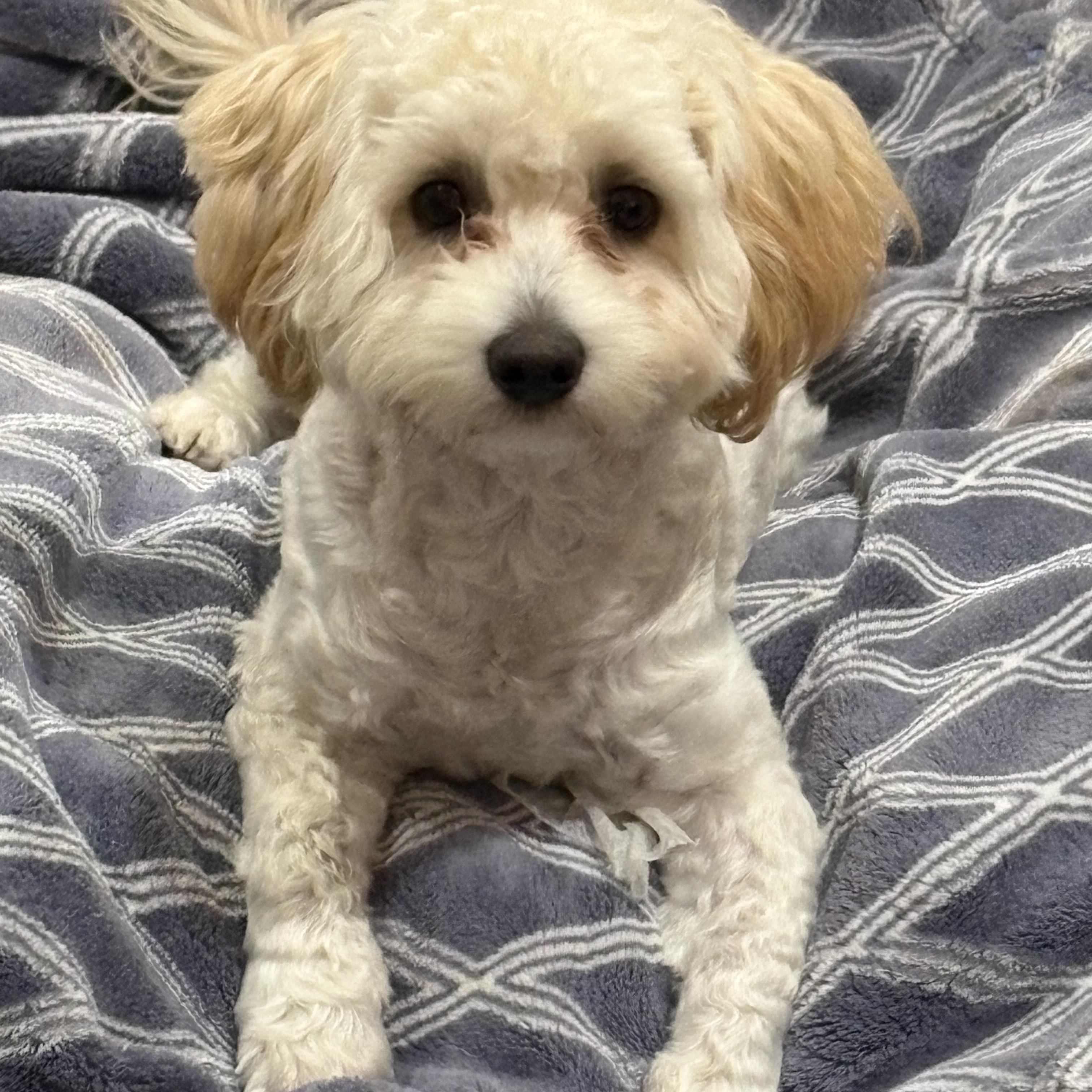 Bentley, Adoptable, Young Male Shih Tzu.
