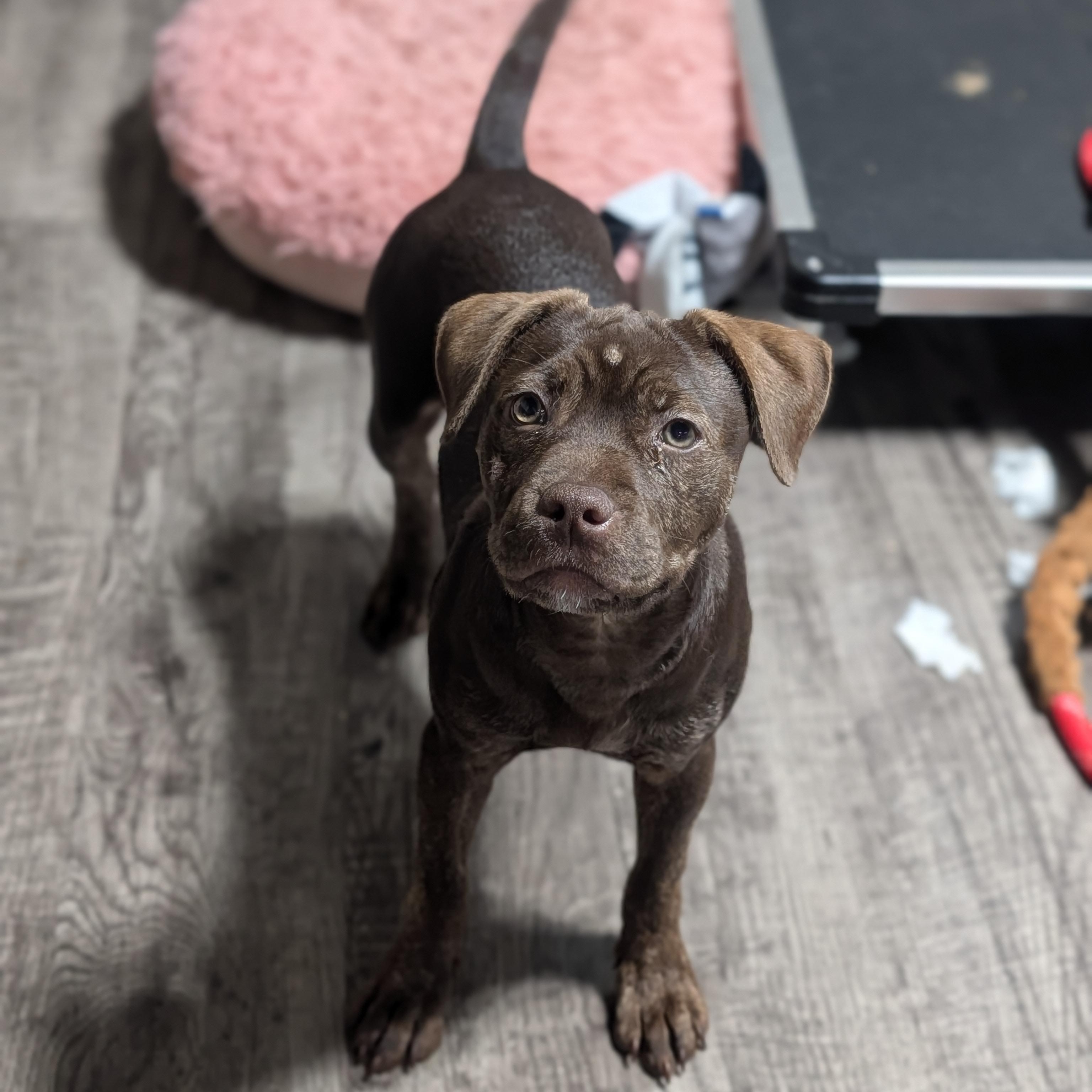 Cupcake, Adoptable, Young Female Labrador Retriever.