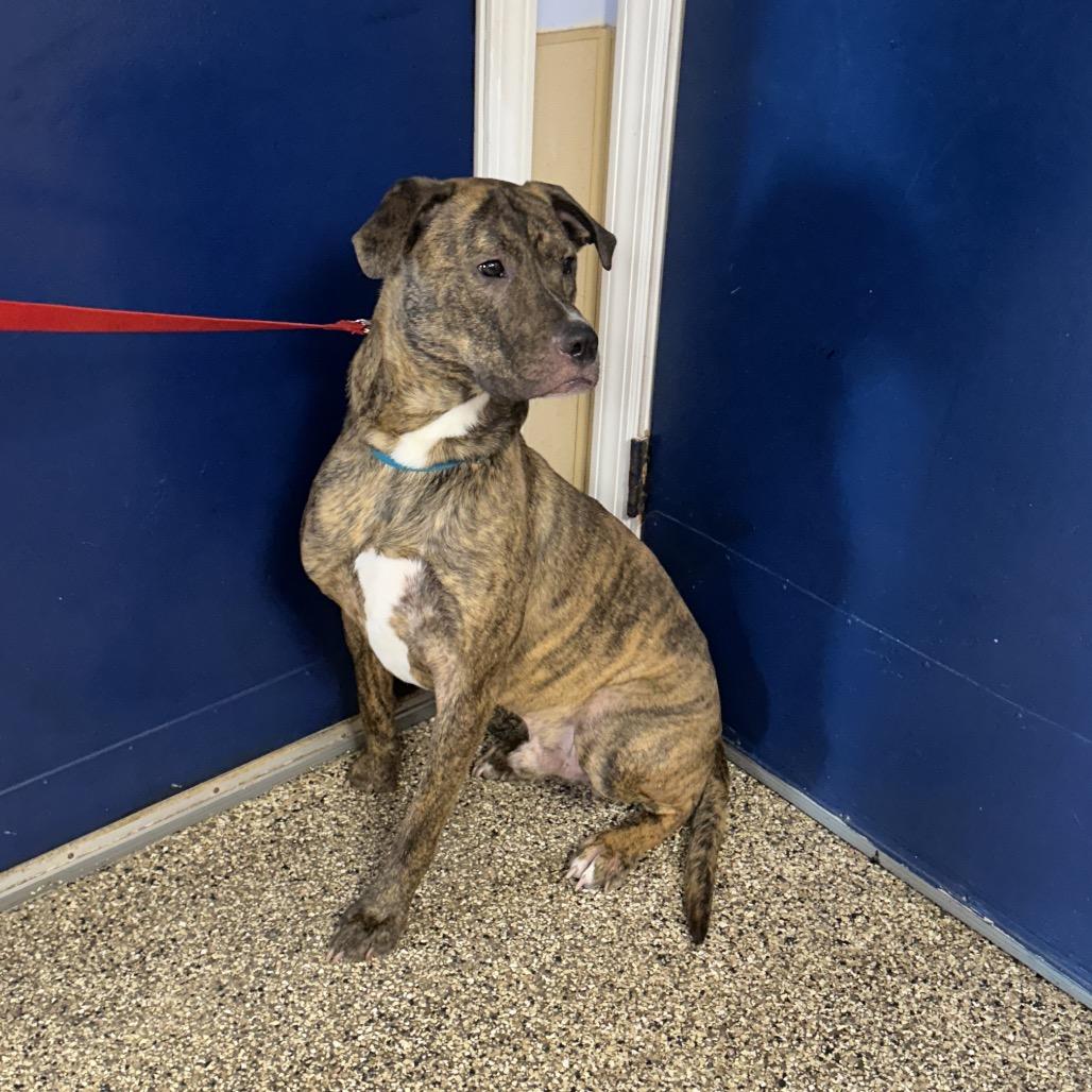 Enlarge Milton, a Adoptable mixed breed in Uniontown, PA image 1/4