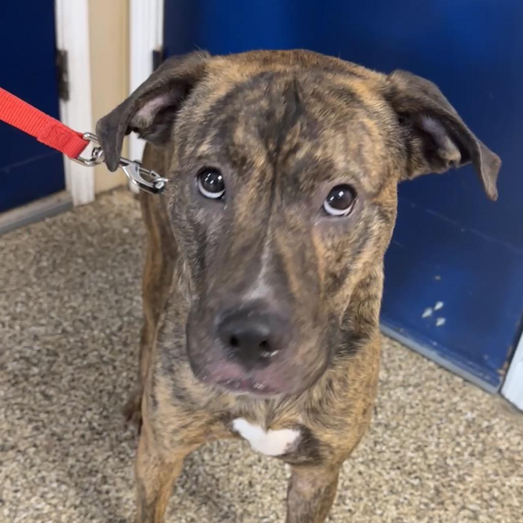Enlarge Milton, a Adoptable mixed breed in Uniontown, PA image 2/4
