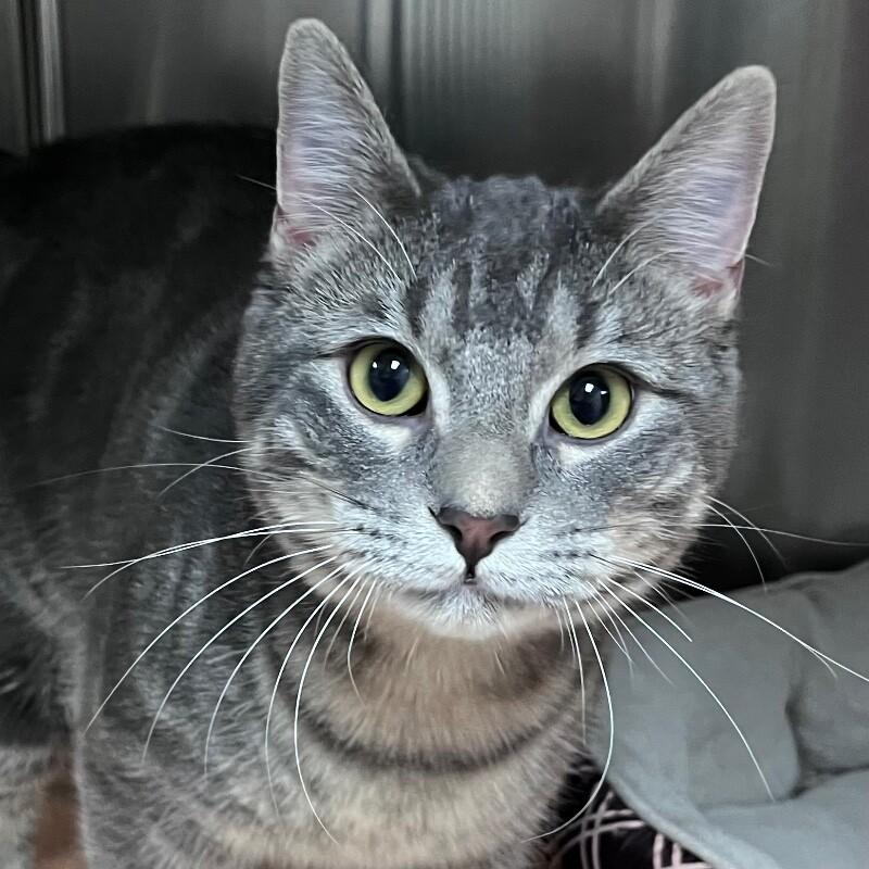 Rooster, a Adoptable Domestic Short Hair in Yankton, SD image 1/5