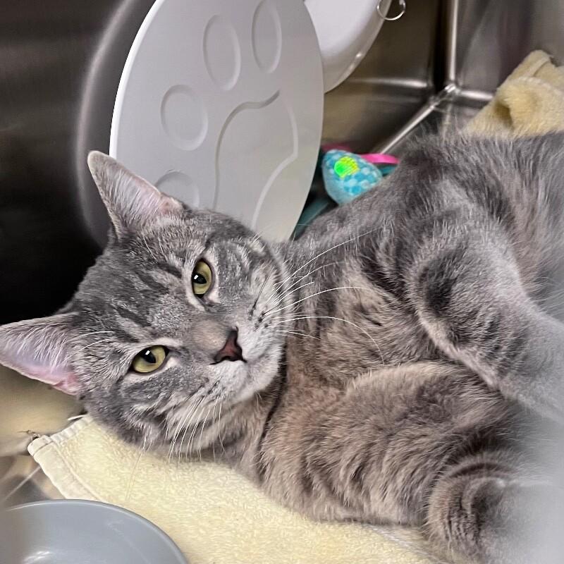 Rooster, a Adoptable Domestic Short Hair in Yankton, SD image 2/5