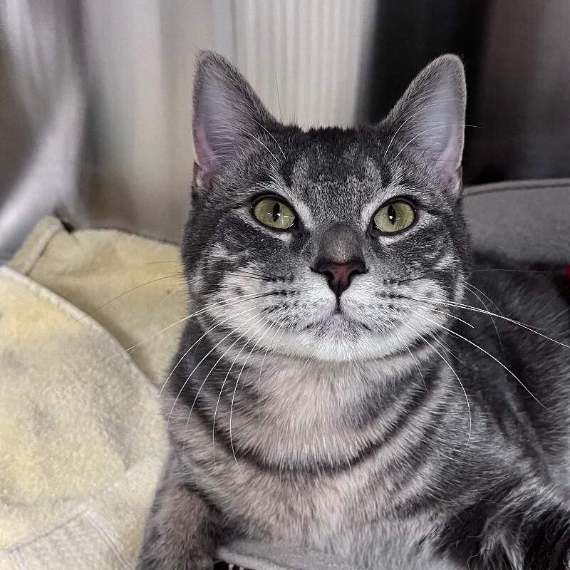 Rooster, a Adoptable Domestic Short Hair in Yankton, SD image 3/5