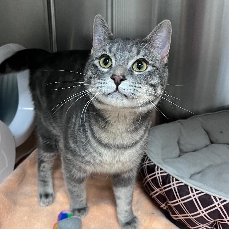 Rooster, a Adoptable Domestic Short Hair in Yankton, SD image 4/5