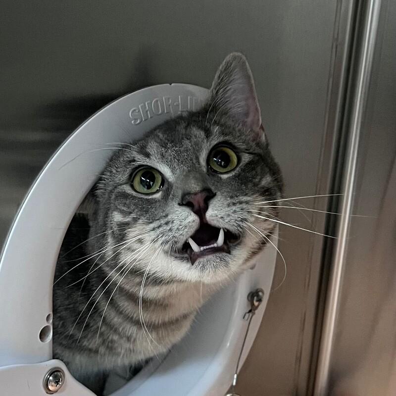 Rooster, a Adoptable Domestic Short Hair in Yankton, SD image 5/5