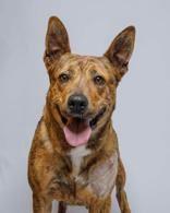 Pineapple , ADOPTABLE, Adult Female Shepherd.