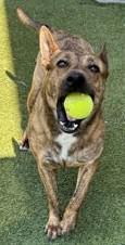 Pineapple , a ADOPTABLE mixed breed in Denton, TX image 1/6