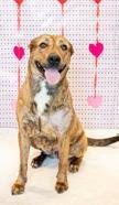 Pineapple , a ADOPTABLE mixed breed in Denton, TX image 6/6
