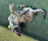 Pineapple , a ADOPTABLE mixed breed in Denton, TX image 5/6