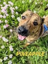 Pineapple , a ADOPTABLE mixed breed in Denton, TX image 4/6