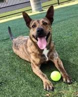 Pineapple , a ADOPTABLE mixed breed in Denton, TX image 2/6