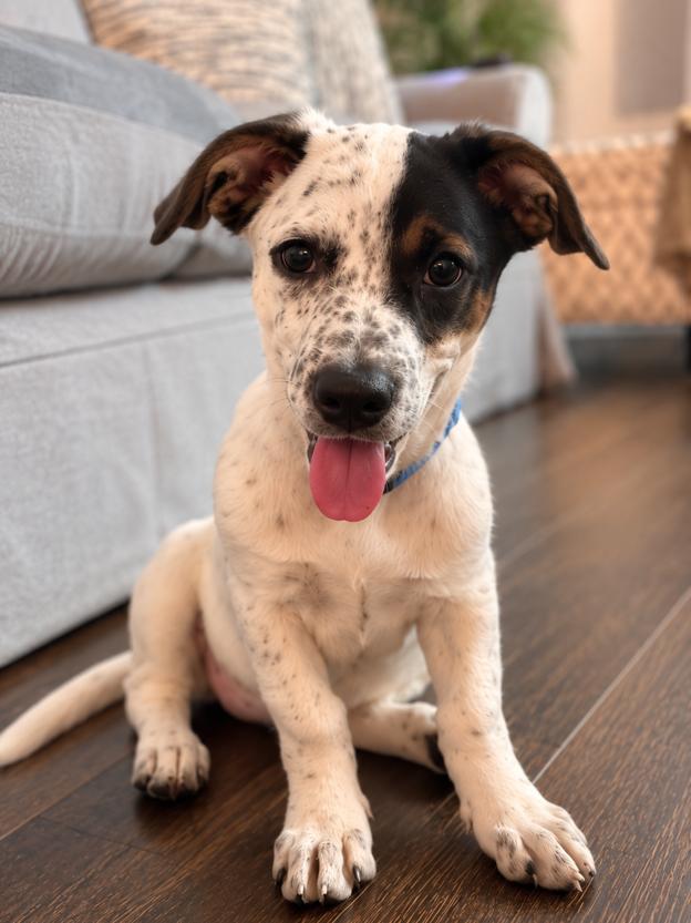Enlarge Venus - Beautiful Girl!, a Adoptable mixed breed in Oakhurst, NJ image 2/3