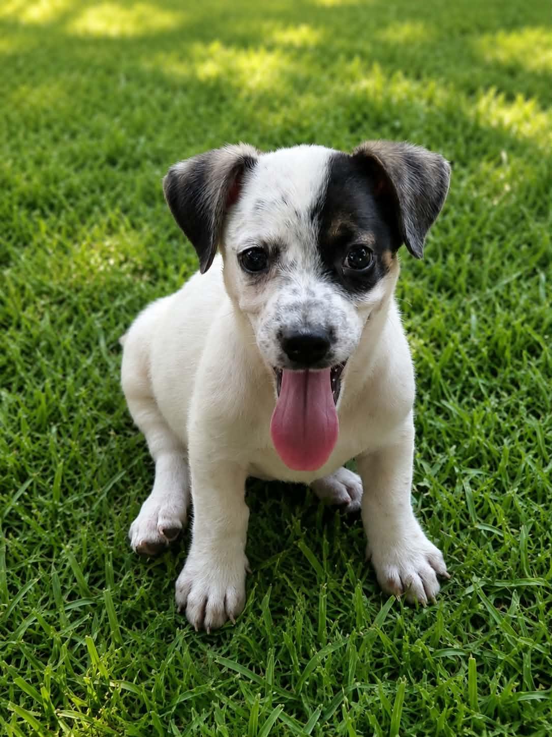 Enlarge Venus - Beautiful Girl!, a Adoptable mixed breed in Oakhurst, NJ image 3/3