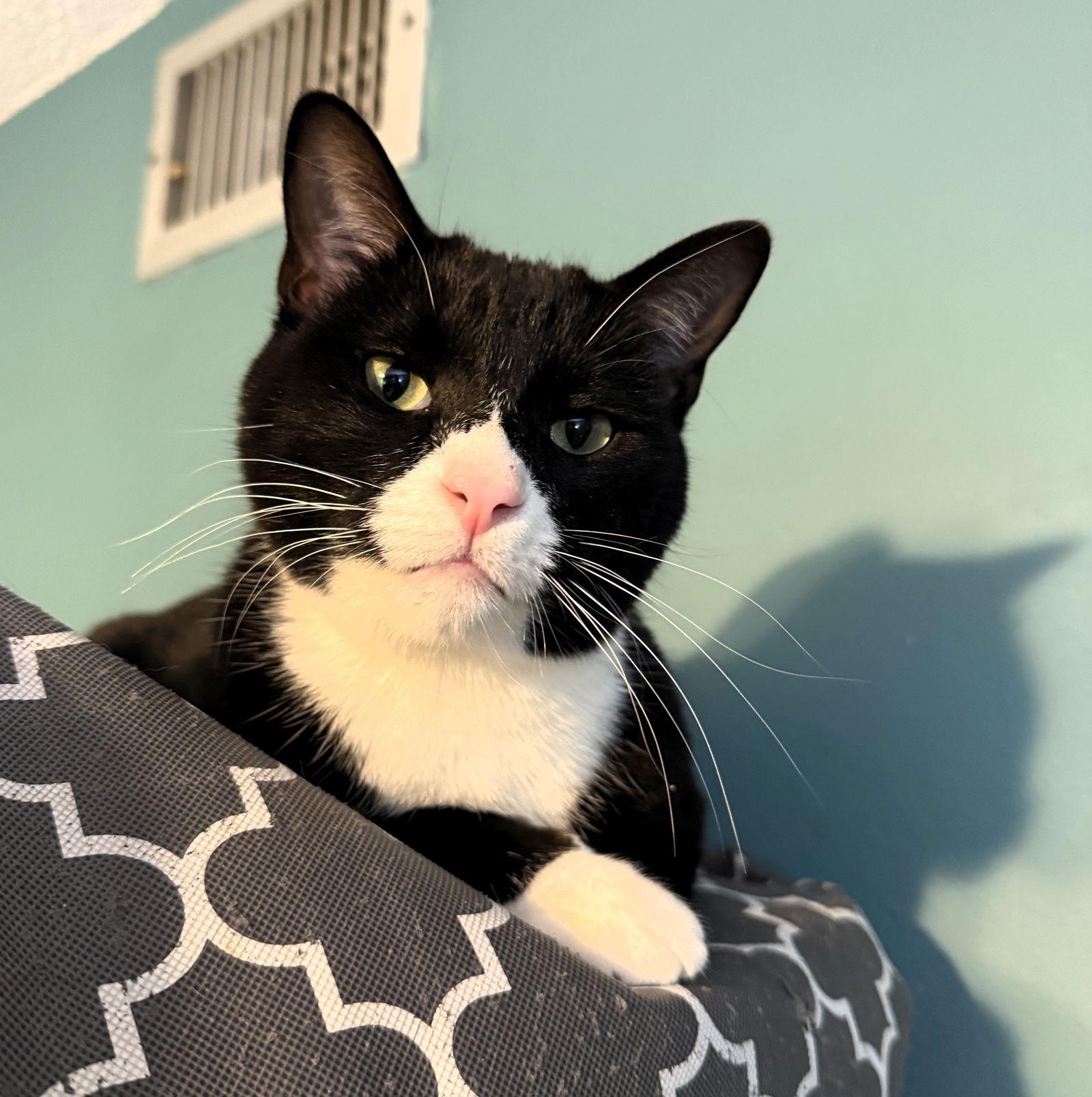 Simba, Adoptable, Adult Male Tuxedo & Domestic Short Hair.