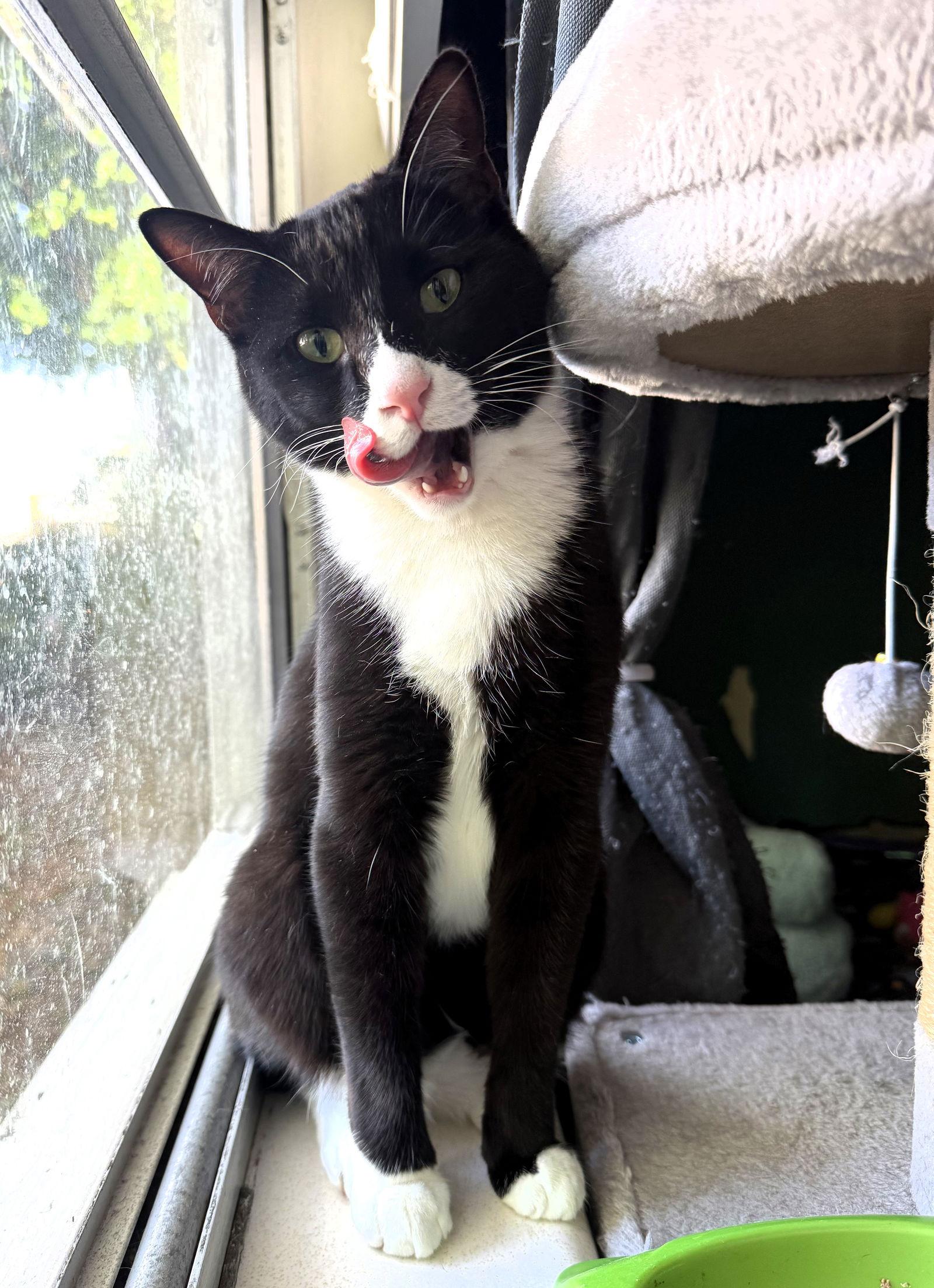 Enlarge Simba, a Adoptable mixed breed in Lighthouse Point, FL image 2/3