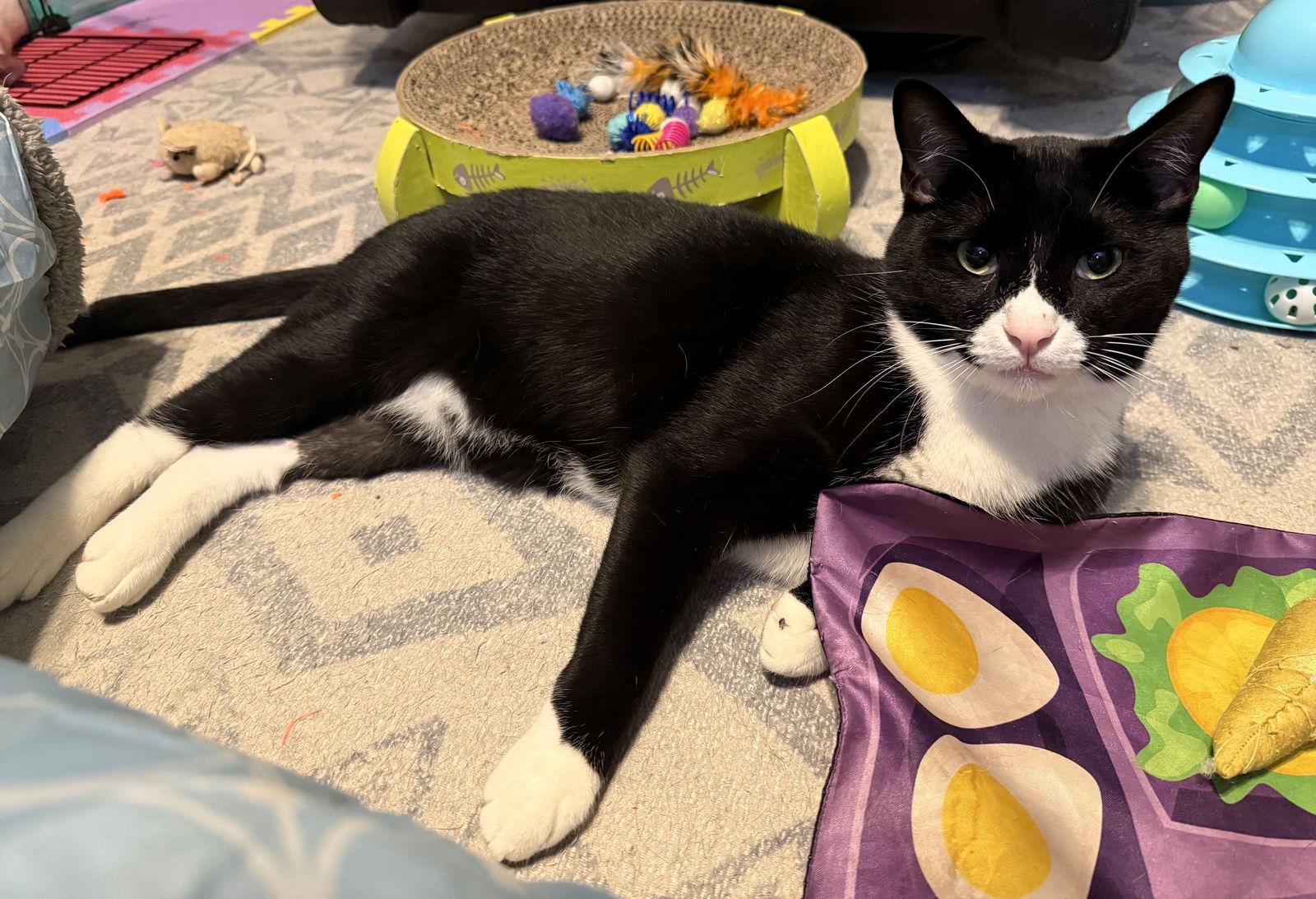 Enlarge Simba, a Adoptable mixed breed in Lighthouse Point, FL image 3/3