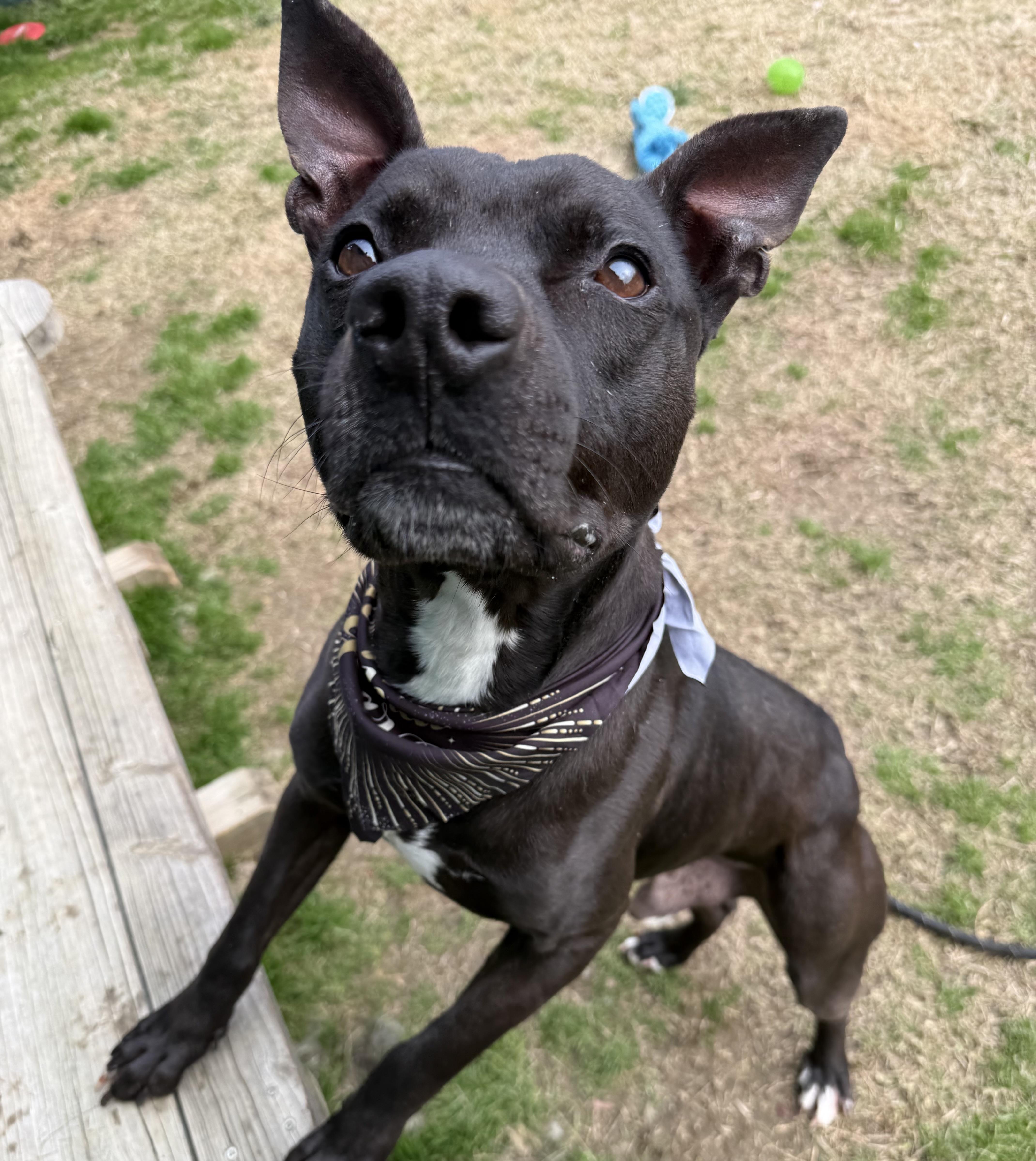 Enlarge Cash , a ADOPTABLE mixed breed in Lancaster, SC image 1/6