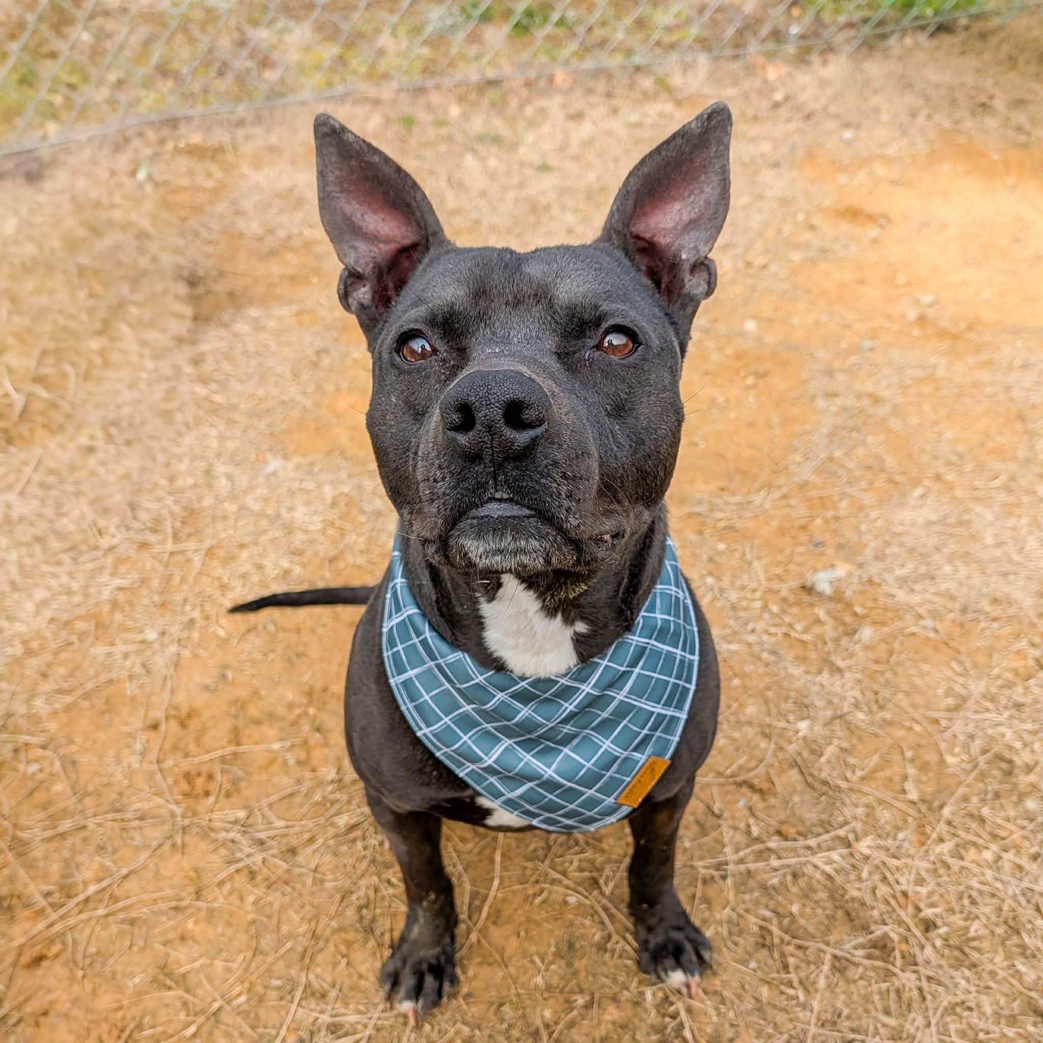 Enlarge Cash , a ADOPTABLE mixed breed in Lancaster, SC image 1/6
