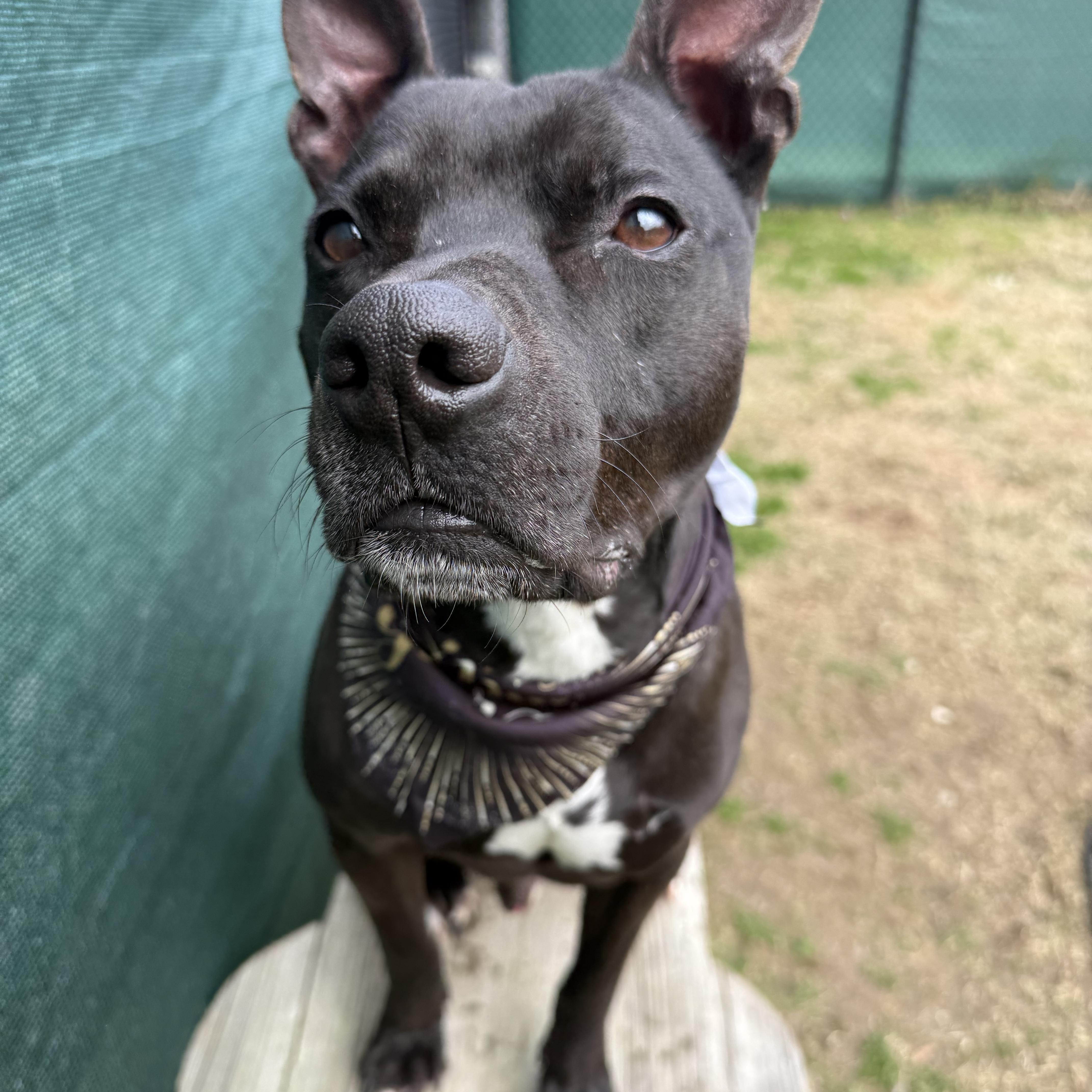 Enlarge Cash , a ADOPTABLE mixed breed in Lancaster, SC image 6/6