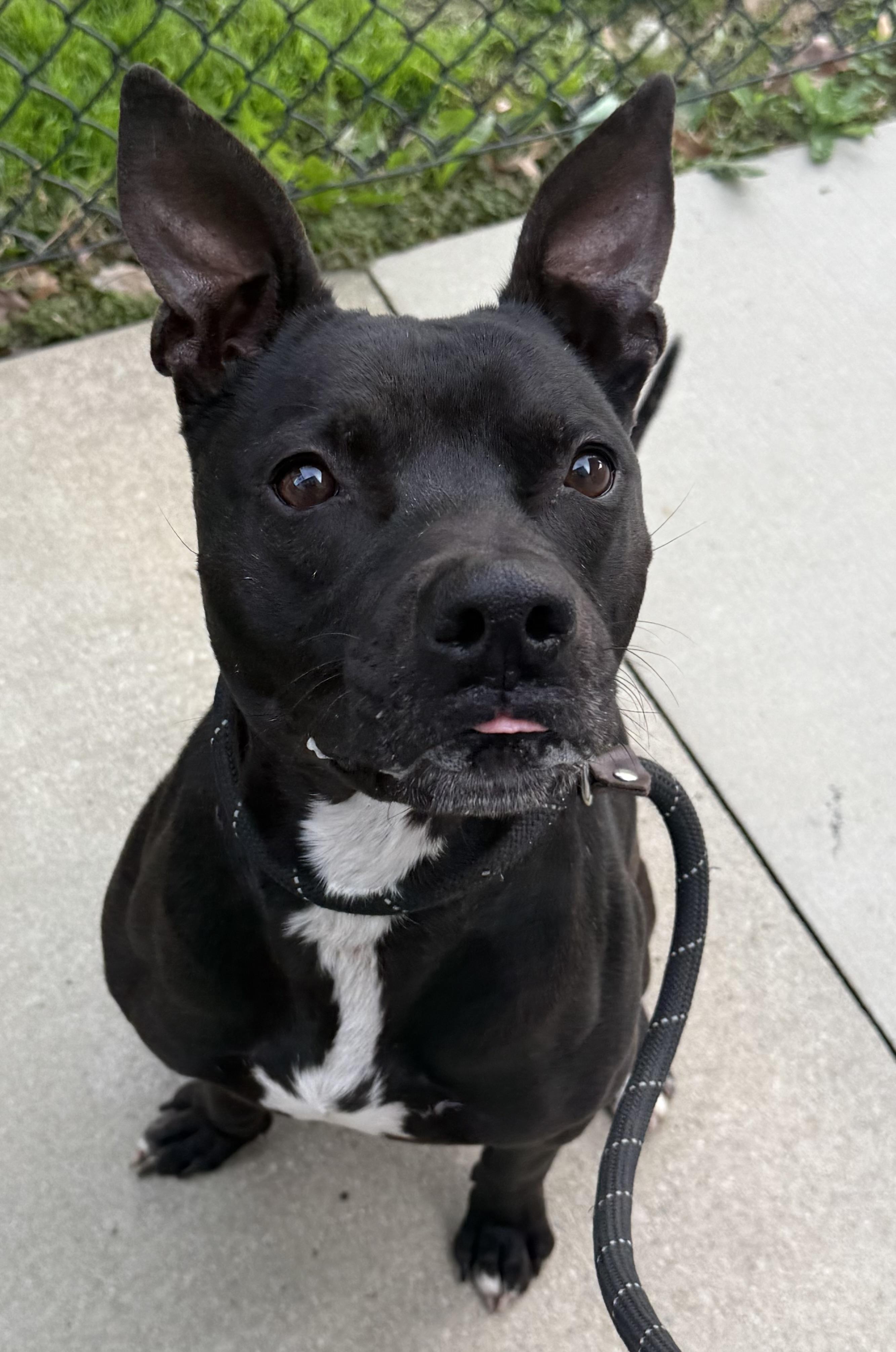 Cash , ADOPTABLE, Adult Male Terrier.