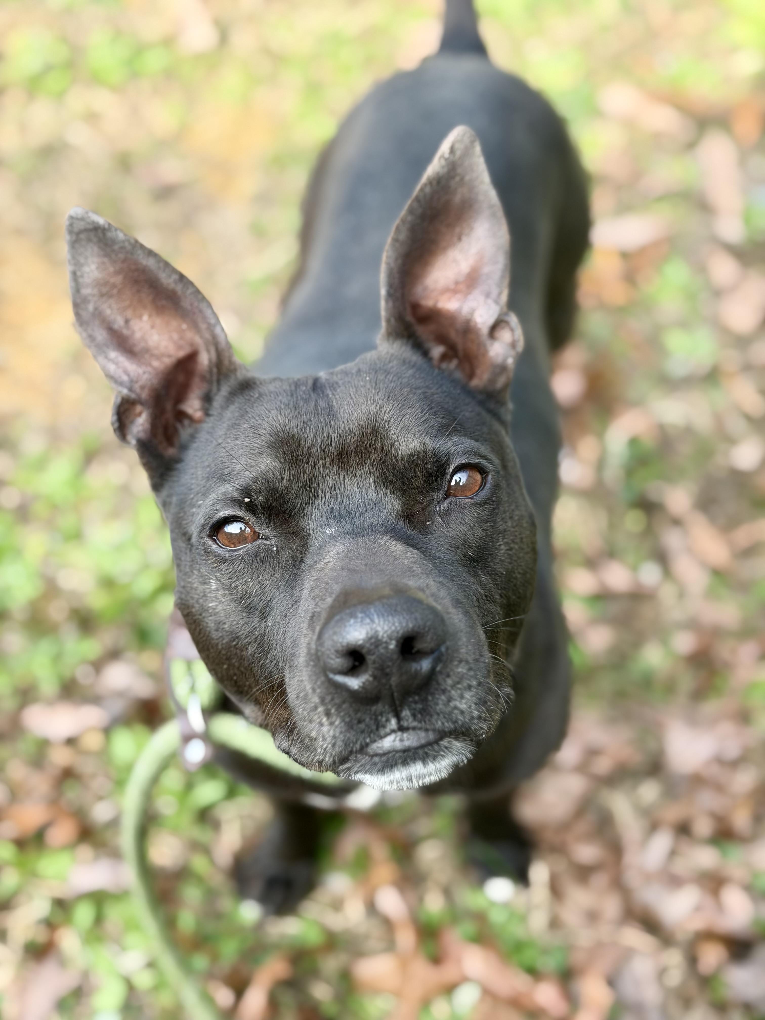 Enlarge Cash , a ADOPTABLE mixed breed in Lancaster, SC image 1/6