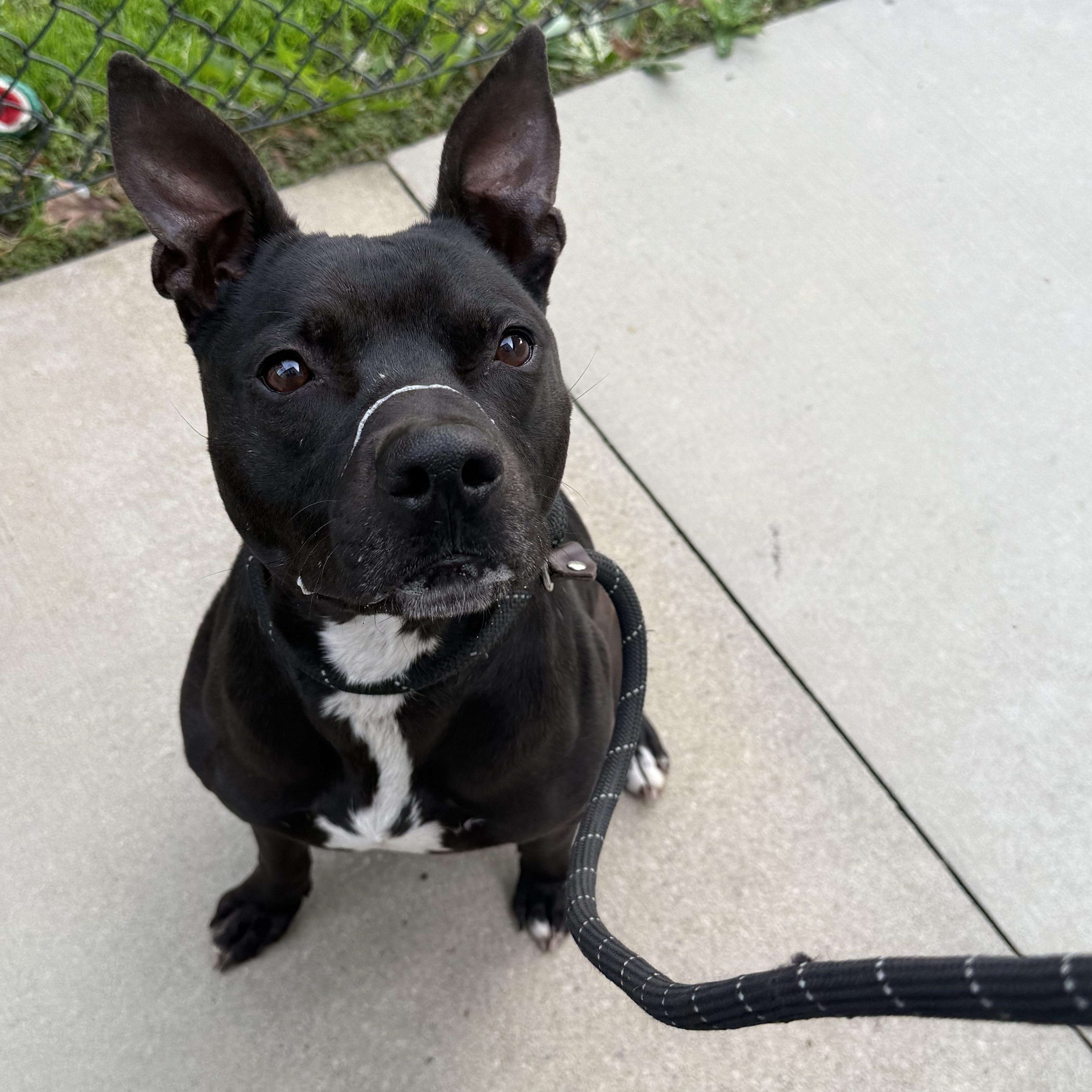Enlarge Cash , a ADOPTABLE mixed breed in Lancaster, SC image 3/6