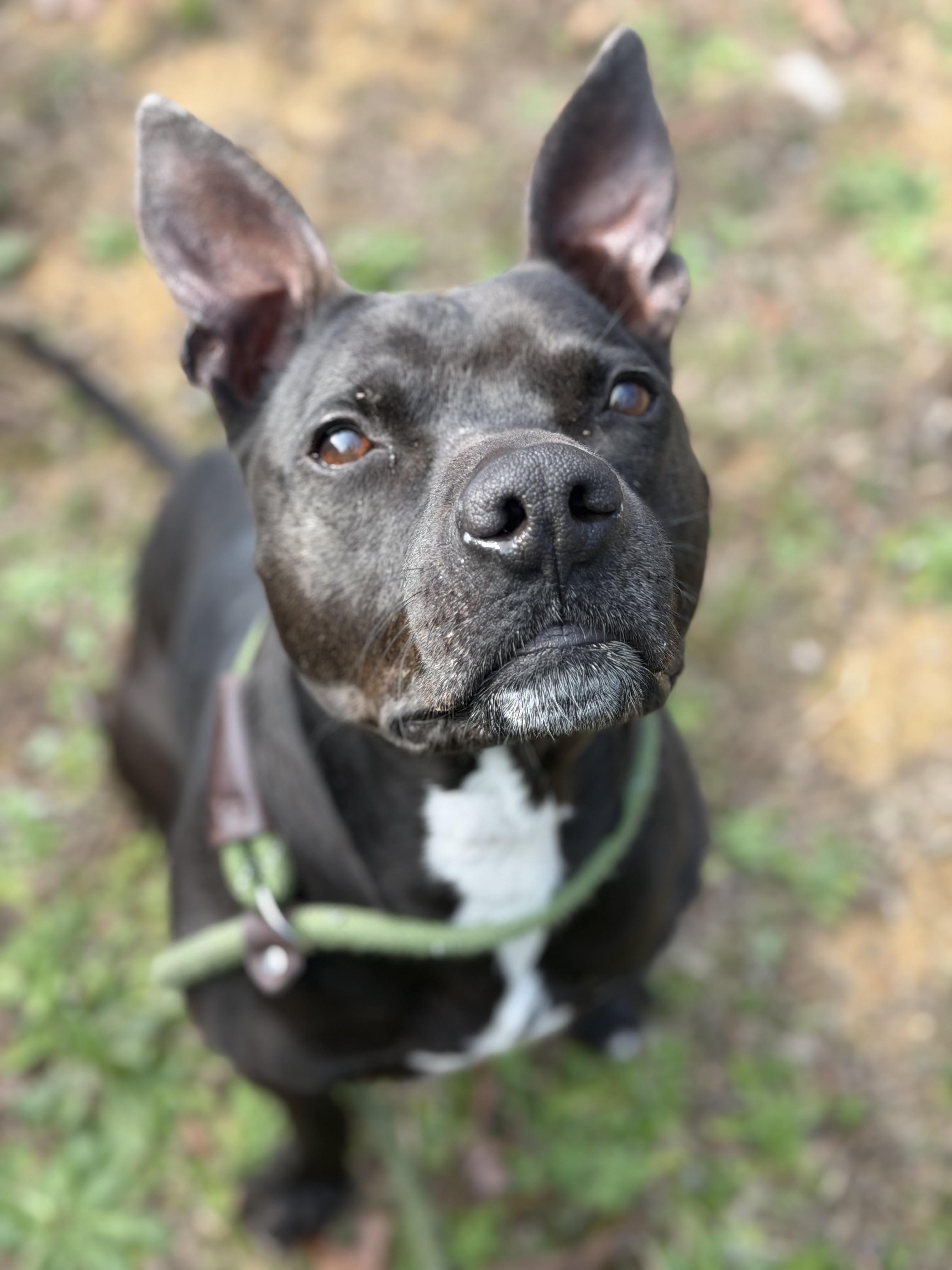 Enlarge Cash , a ADOPTABLE mixed breed in Lancaster, SC image 6/6