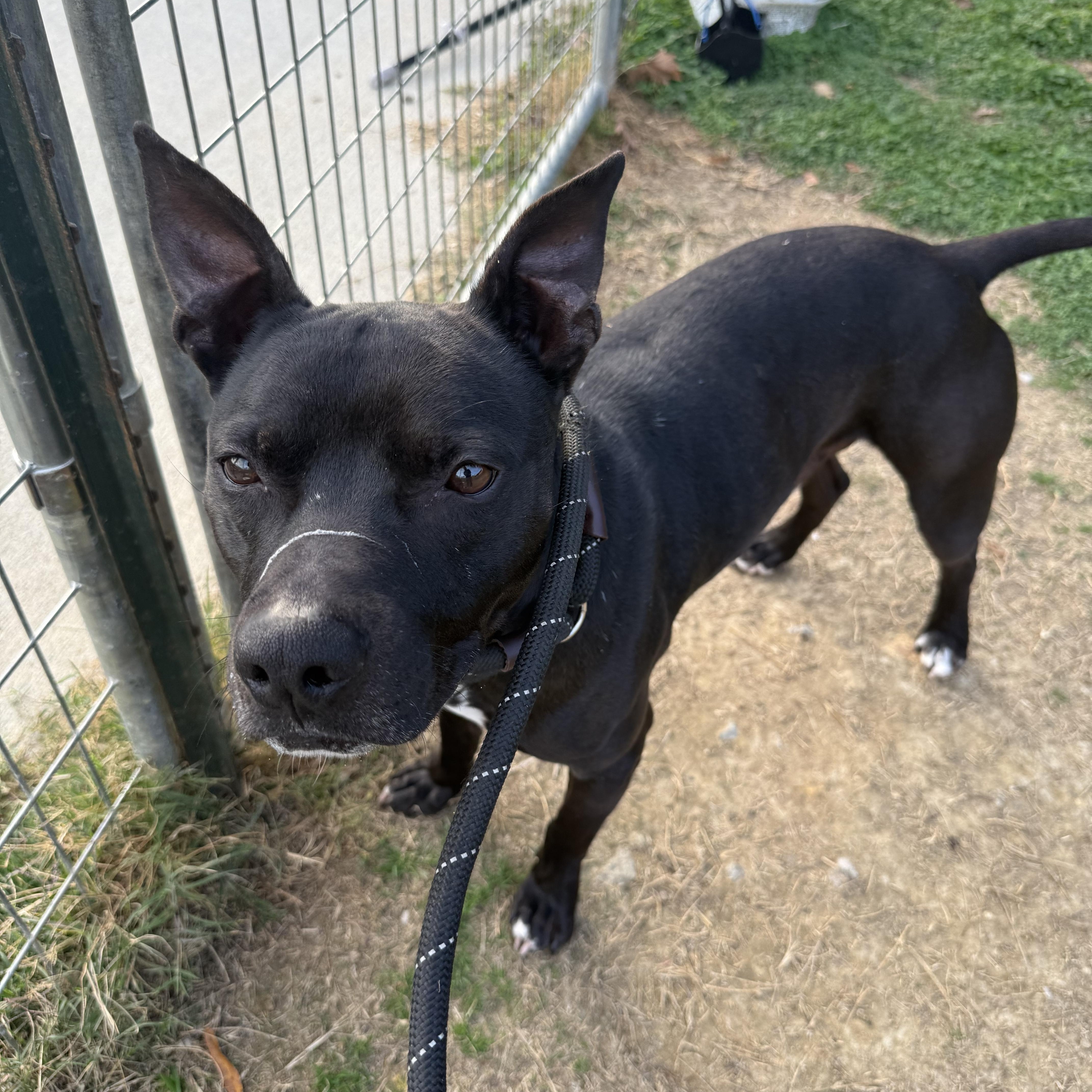 Enlarge Cash , a ADOPTABLE mixed breed in Lancaster, SC image 4/6